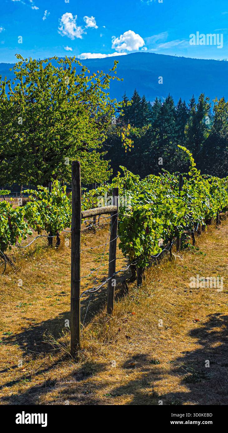 Vineyard Rows Beneath Summer Sky - Smartphone Captured Stock Image