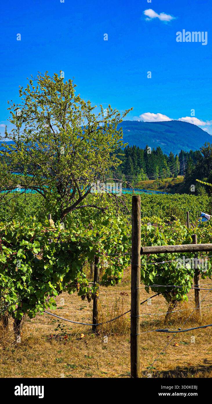Vineyard Rows Beneath Summer Sky - Smartphone Captured Stock Image