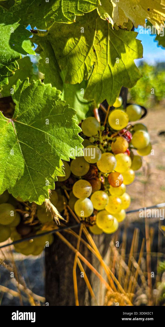 Vineyard Rows Beneath Summer Sky - Smartphone Captured Stock Image