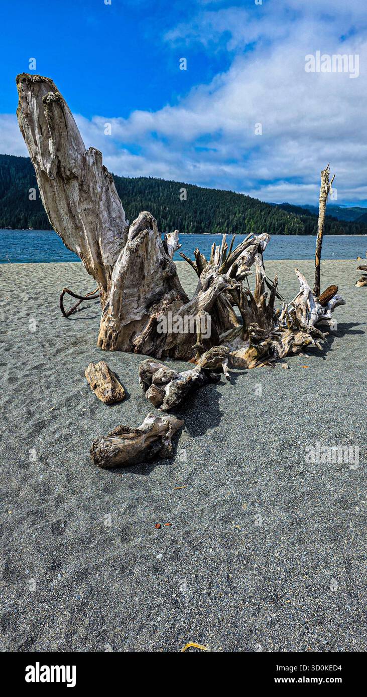 Driftwood on Pebbled Shore - Smartphone Captured Stock Image