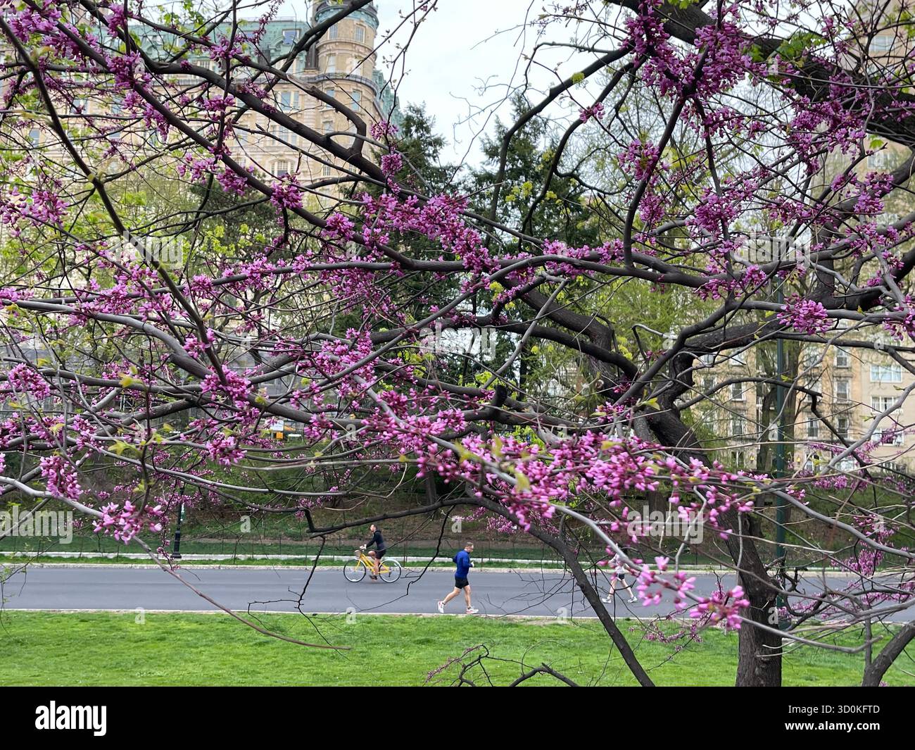 Runners in Central Park — a burst of color and energy in the heart of NYC - Smartphone Captured Stock Image