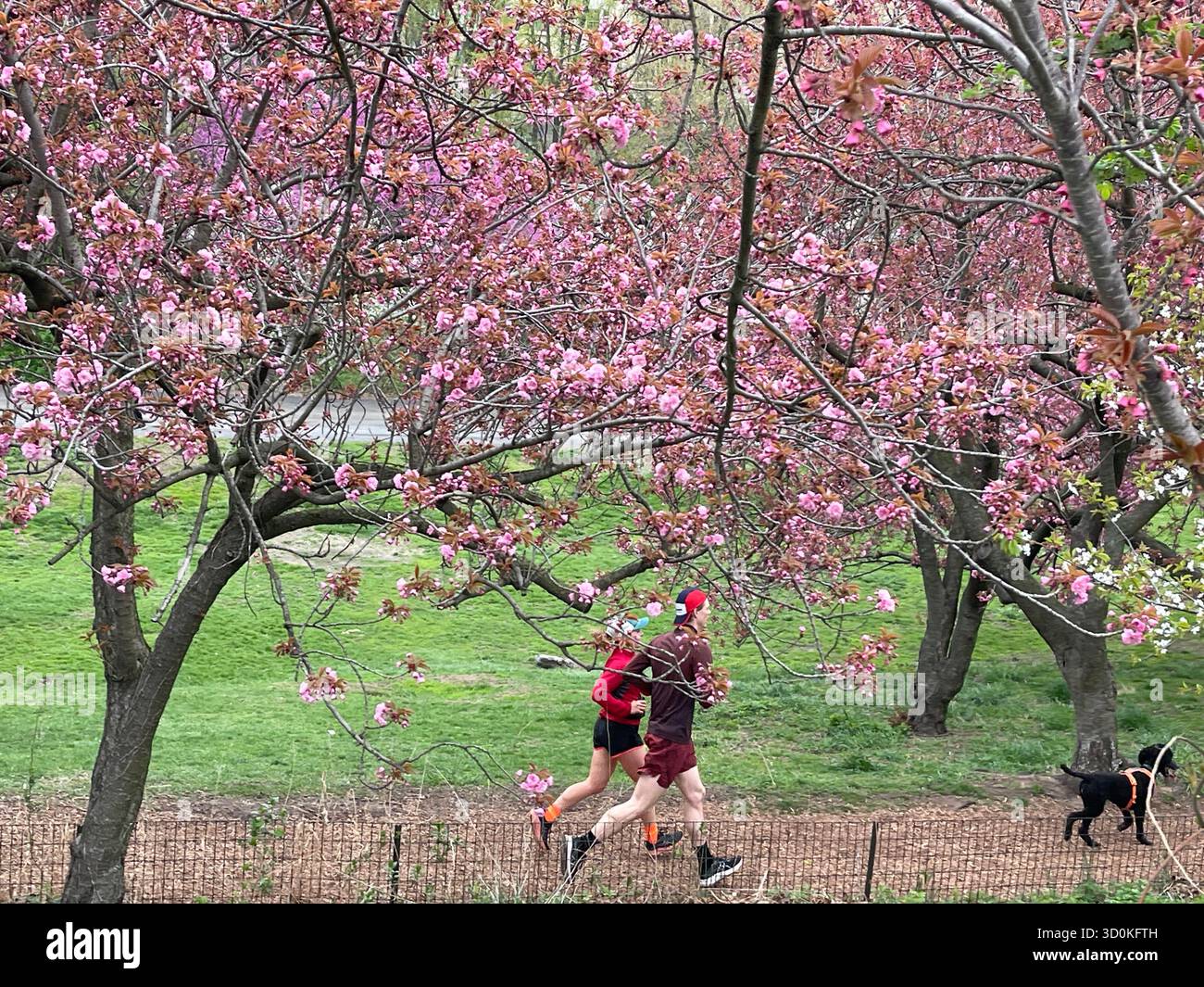 Runners in Central Park — a burst of color and energy in the heart of NYC - Smartphone Captured Stock Image