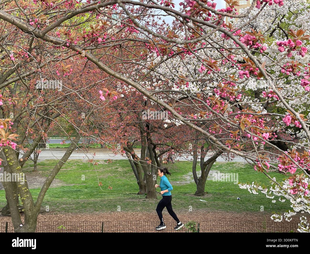 Runners in Central Park — a burst of color and energy in the heart of NYC - Smartphone Captured Stock Image