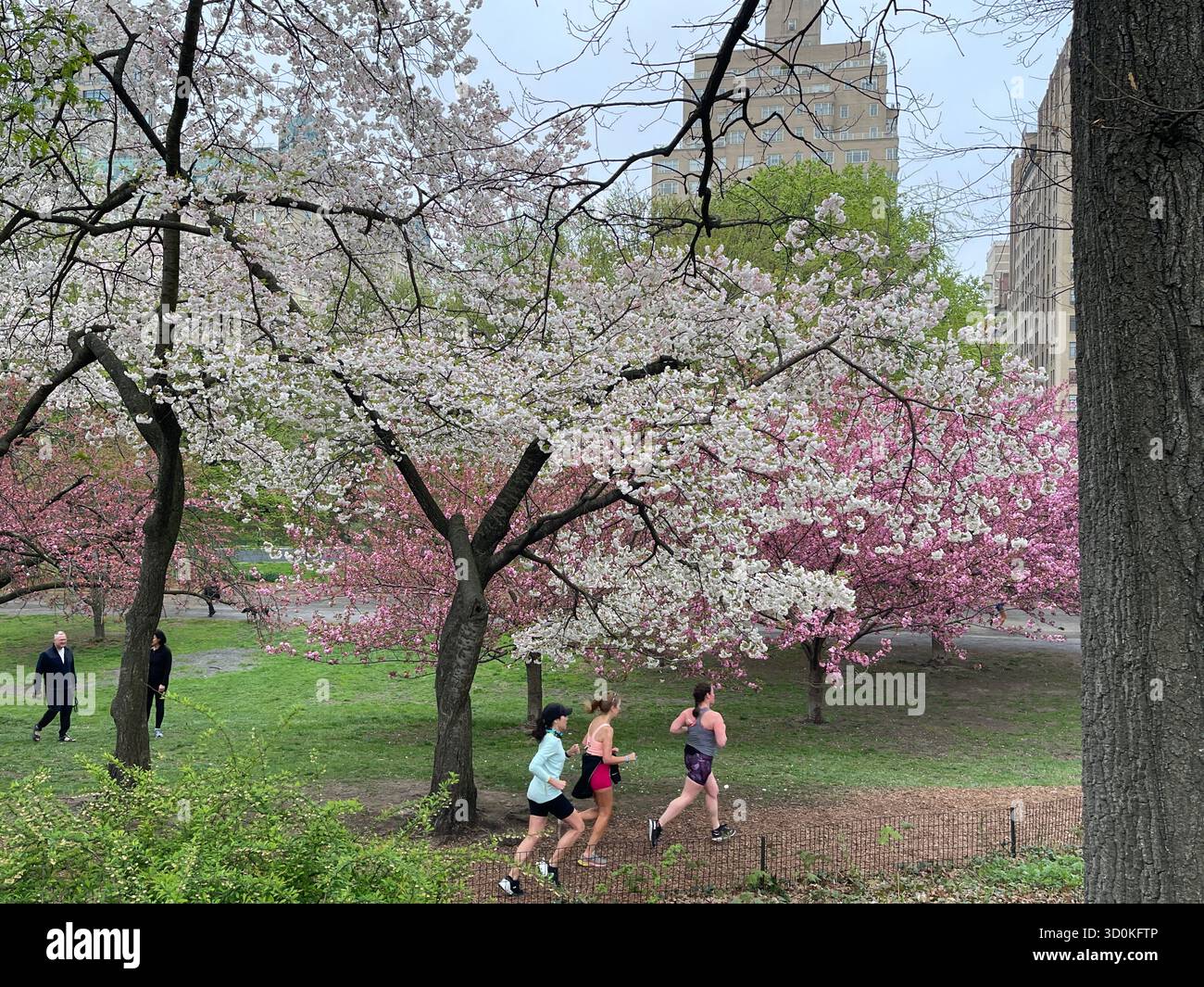 Runners in Central Park — a burst of color and energy in the heart of NYC - Smartphone Captured Stock Image
