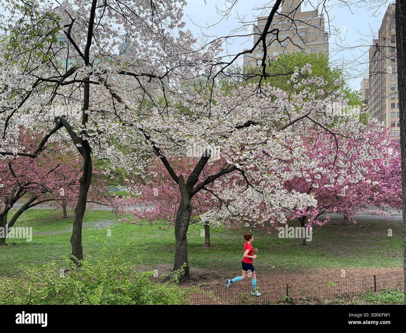 Runners in Central Park — a burst of color and energy in the heart of NYC - Smartphone Captured Stock Image
