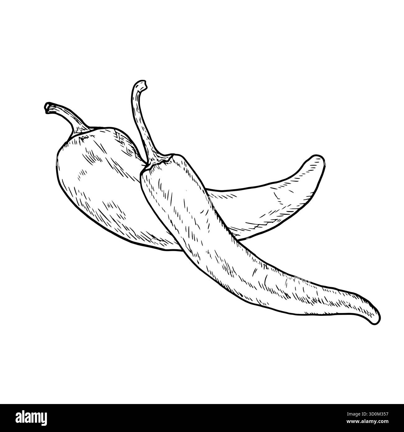 Hot pepper, chili, simple drawing, black and white sketch. Vector illustration. Fresh farm vegetables highlighted on a white background. The theme of Stock Vector
