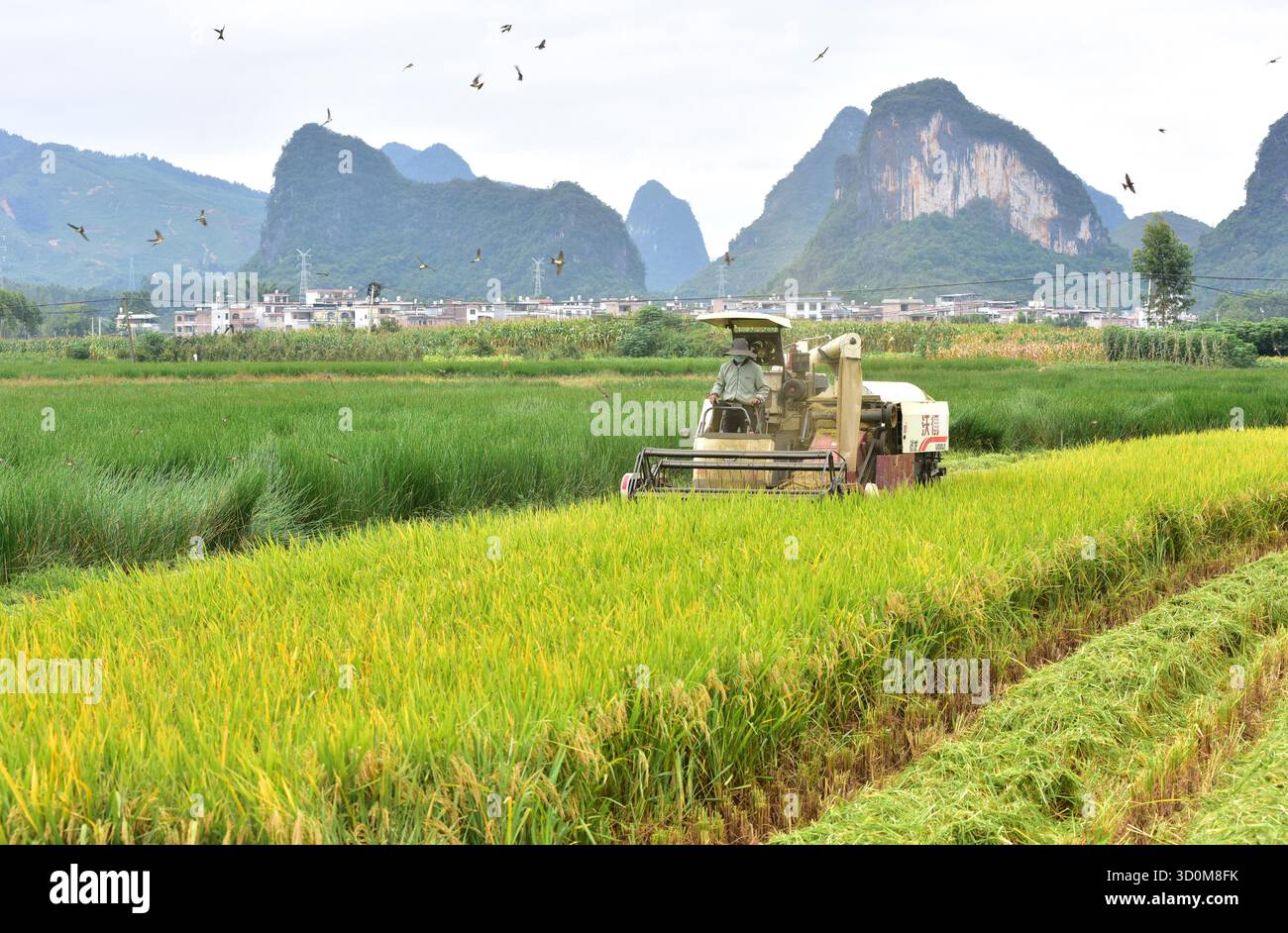 Farmers harvest rice in the field in Hezhou City, south China's Guangxi ...