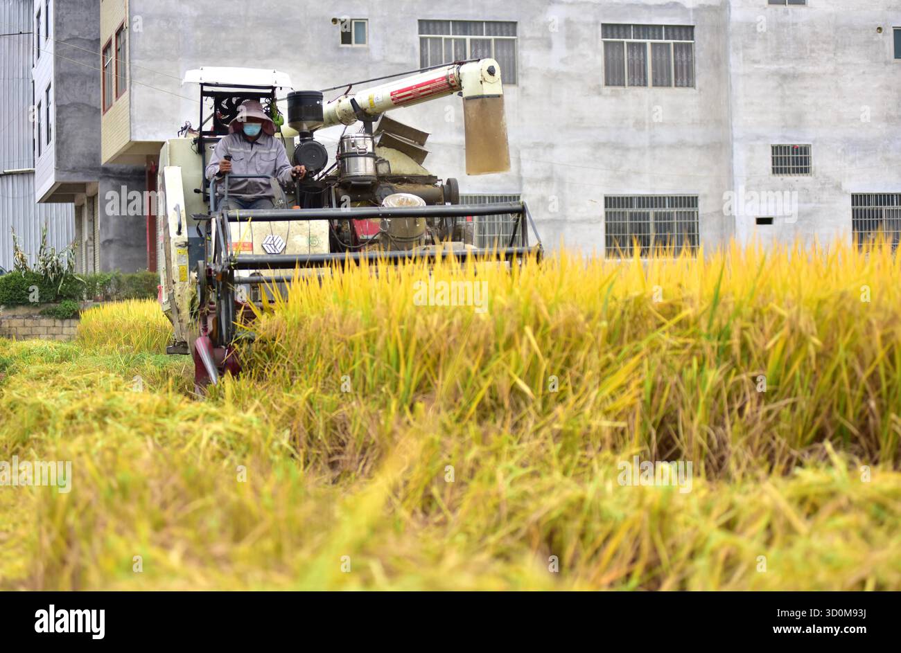 Farmers harvest rice in the field in Hezhou City, south China's Guangxi ...