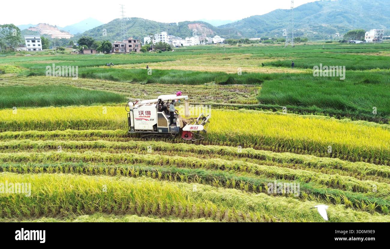 Farmers harvest rice in the field in Hezhou City, south China's Guangxi ...