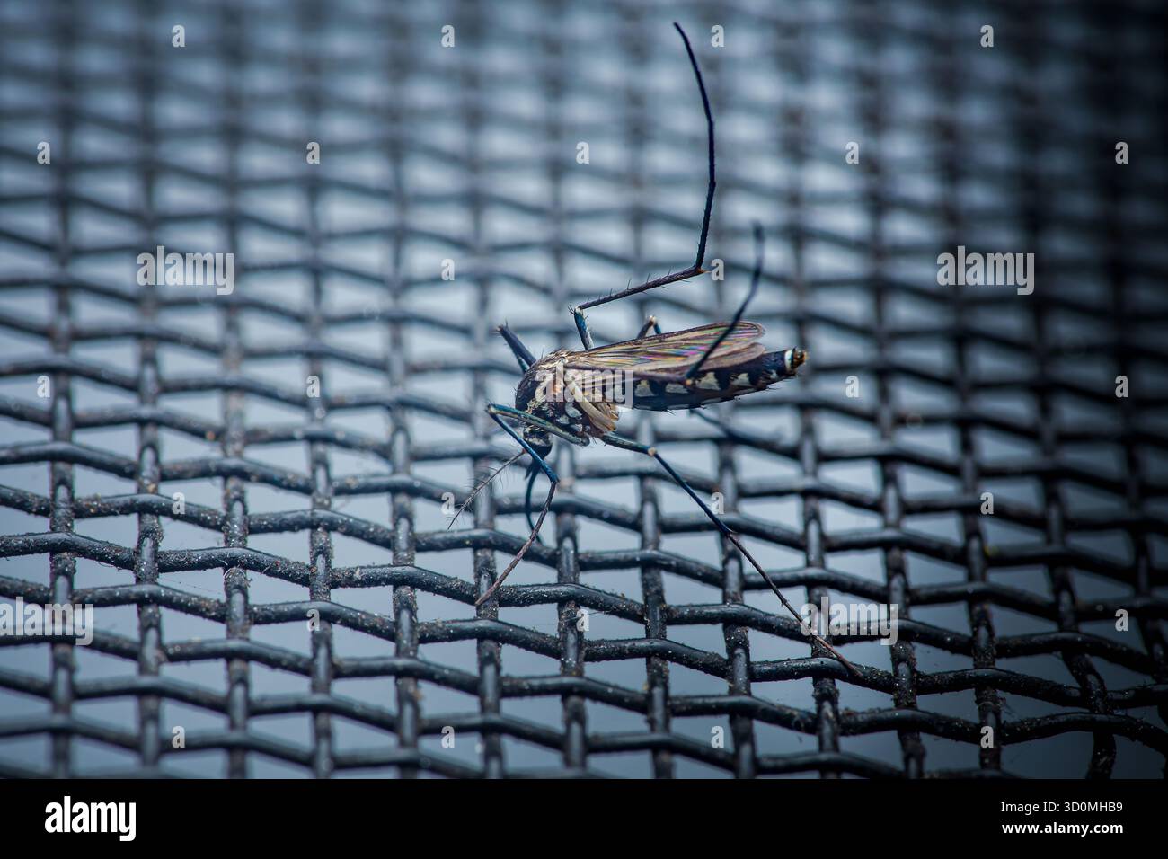 Mosquito clinging to black wire mesh screen in close-up, highlighting insect trapped at barrier and illustrating household pest control, protection an Stock Photo