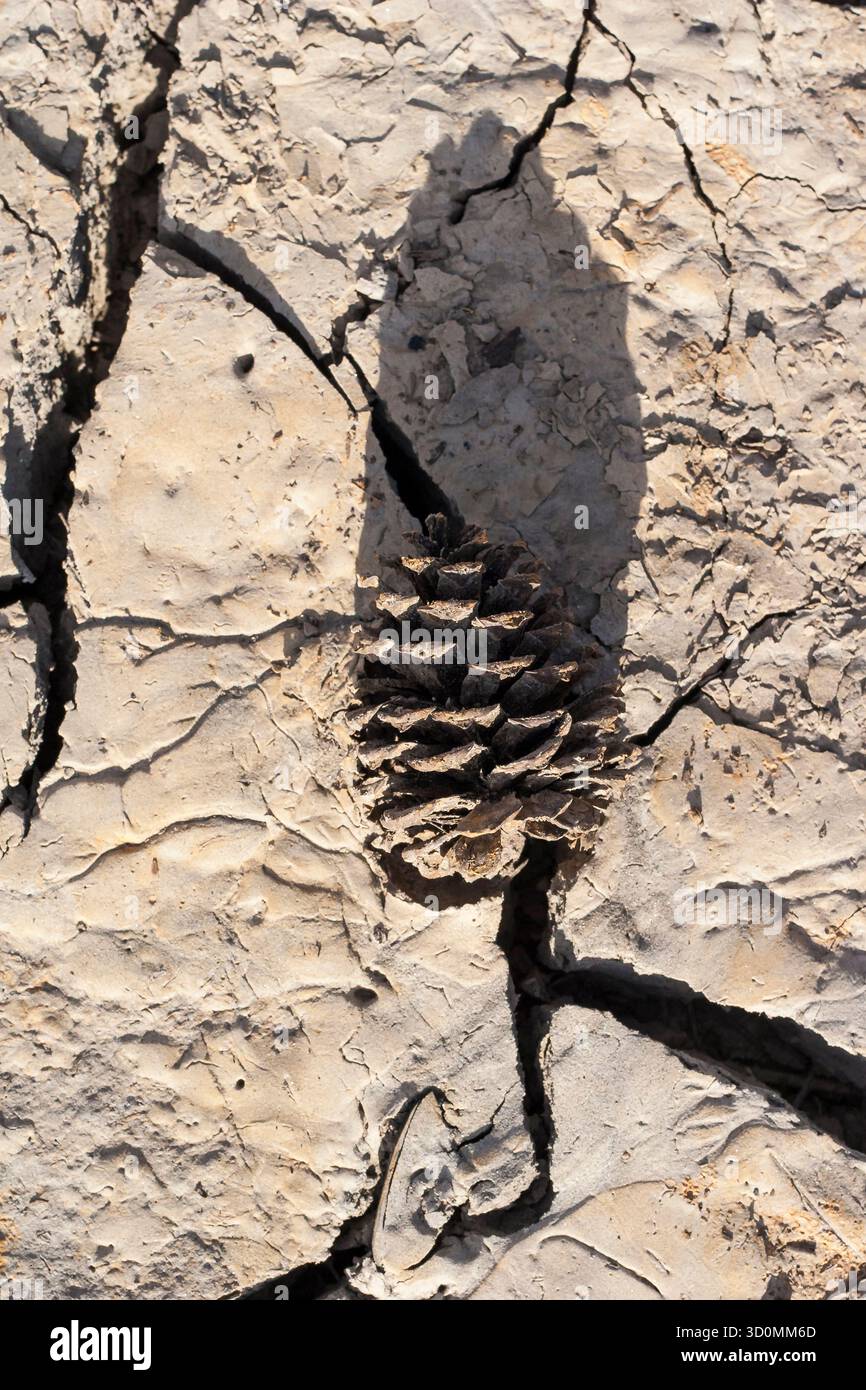 Pine cone casting shadow on cracked dry earth in daylight Stock Photo