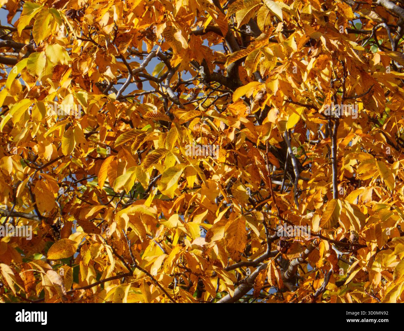 Dense Golden Autumn Tree Foliage Texture Background Stock Photo