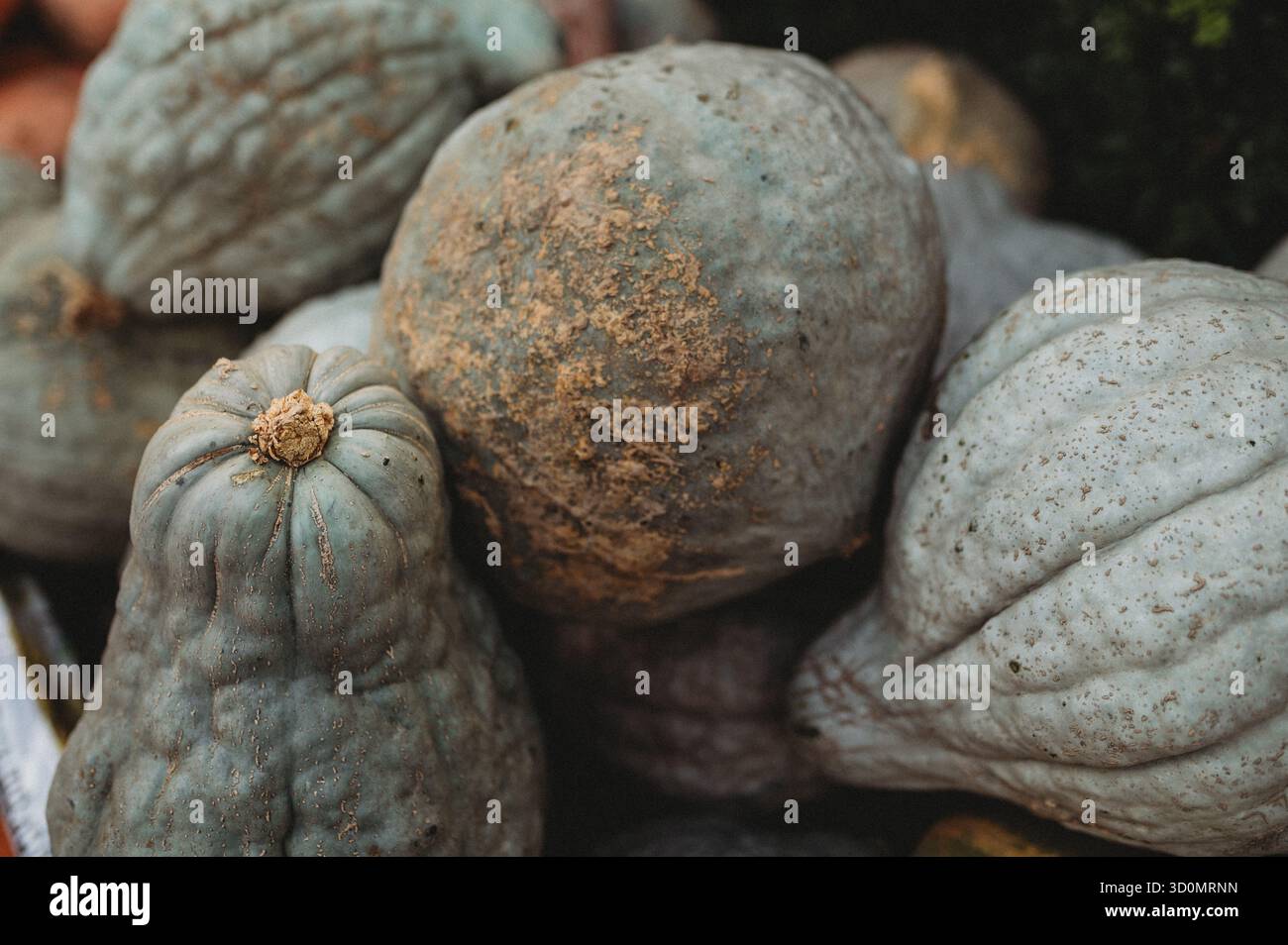Pumpkin harvest at a farm 8 Stock Photo - Alamy