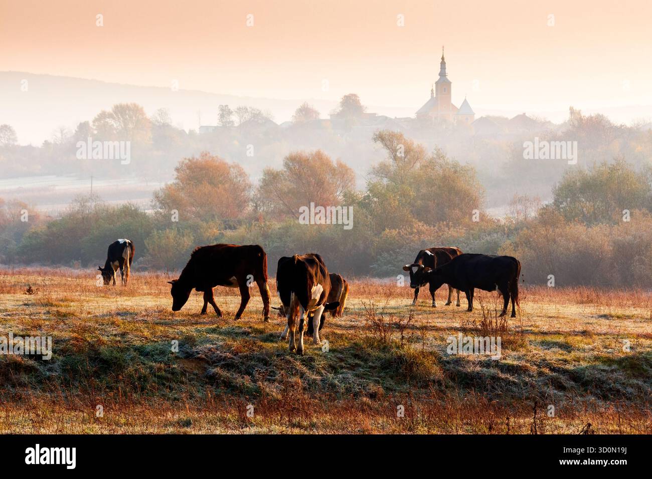 beautiful view of autumn countryside landscape in carpathian mountains. rural scene with cows grazing on meadow in frost. village behind trees with ch Stock Photo