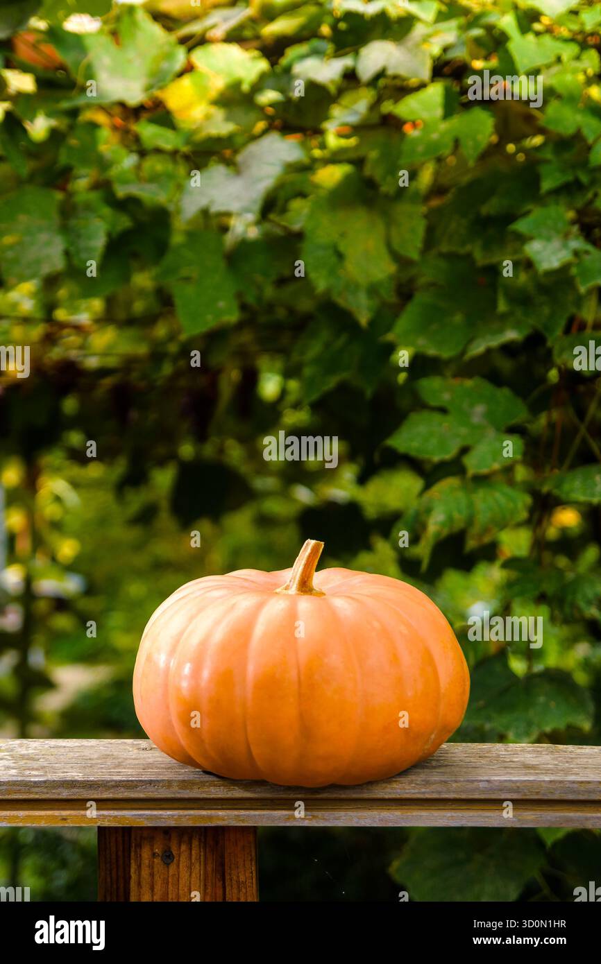 orange pumpkin on a wooden table. beautiful background with copy space for thanksgivig or halloween concept. rural garden in autumn. rustic still life Stock Photo
