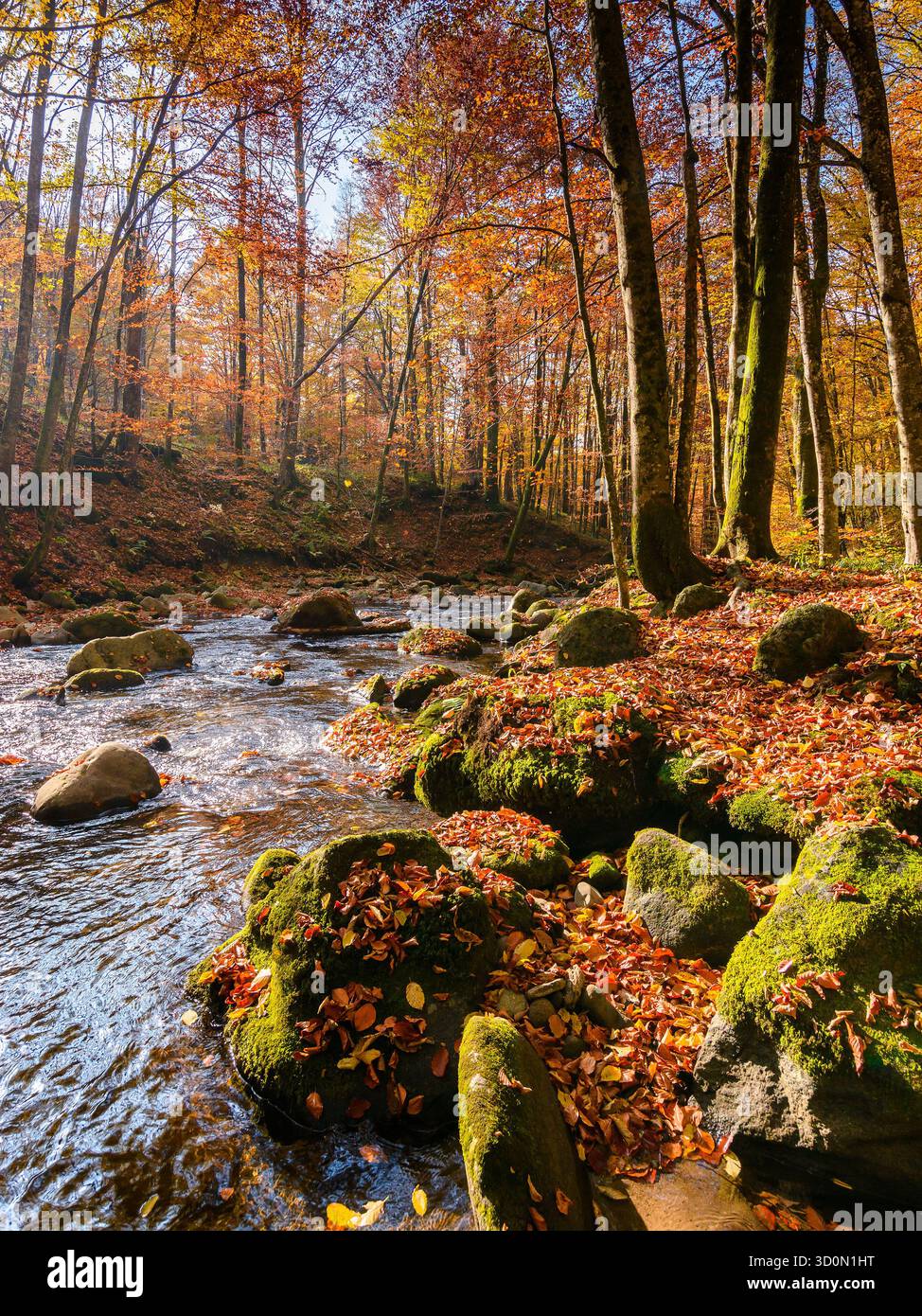 mountain river in autumn forest. carpathian nature scenery in fall season. rocks in the water that flows through primeval beech woods on a sunny day Stock Photo