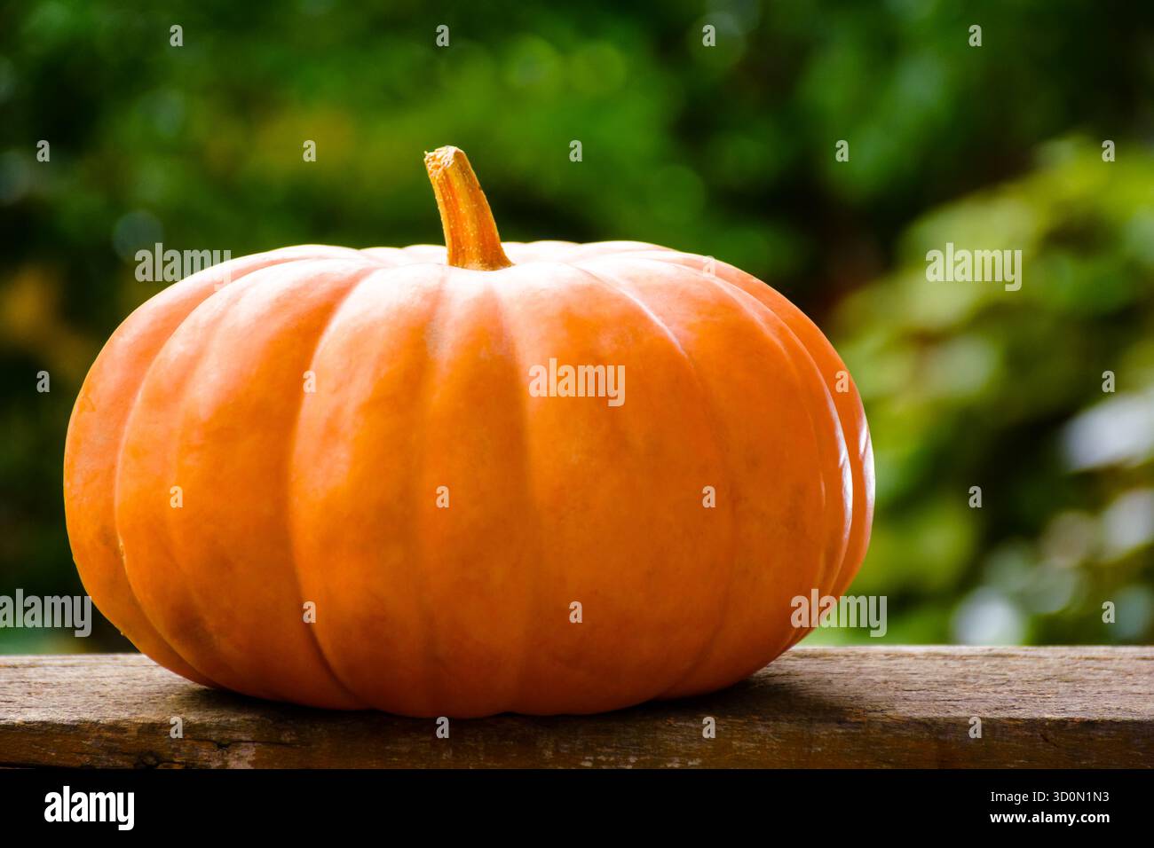 orange pumpkin on a wooden table. beautiful background with copy space for thanksgivig or halloween concept. rural garden in autumn. rustic still life Stock Photo