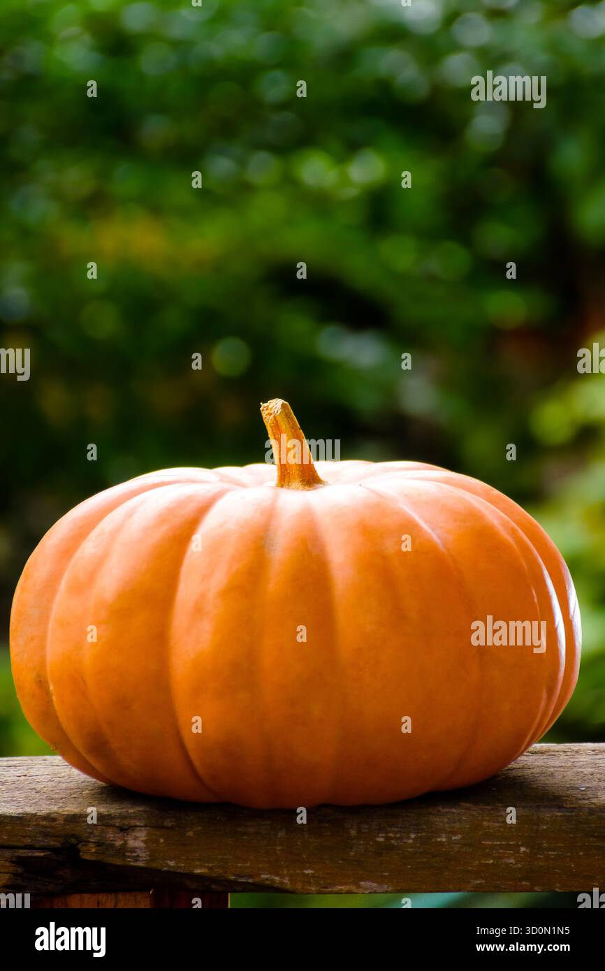 orange pumpkin on a wooden table. beautiful background with copy space for thanksgivig or halloween concept. rural garden in autumn. rustic still life Stock Photo