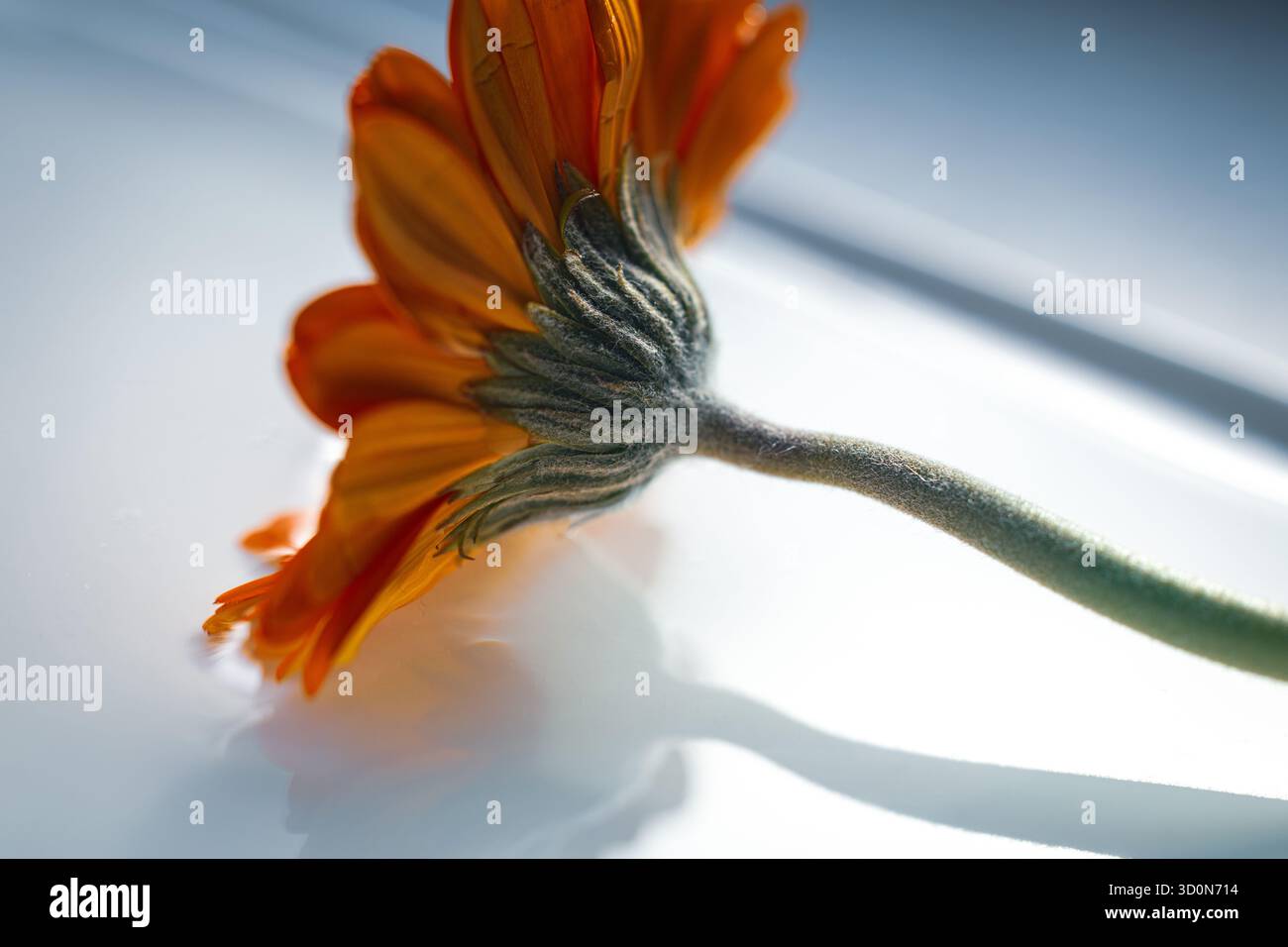 A bright colorful Gerbera Daisy flower in a bowl. Closeup photo that shows the detailed beauty. Perfect for a wallpaper, a wellness or ambiant lifesty Stock Photo
