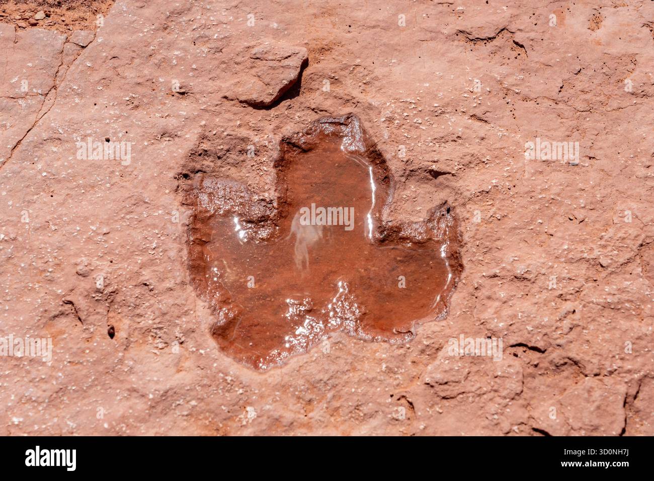 Eubrontus Tridactyl dinosaur hi-res stock photography and images - Alamy