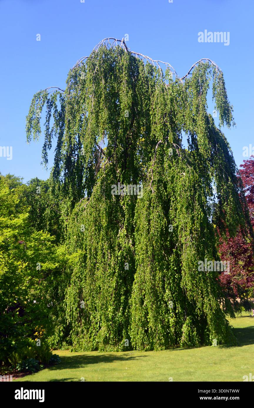 Weeping beech fagus sylvatica pendula hi-res stock photography and images -  Alamy