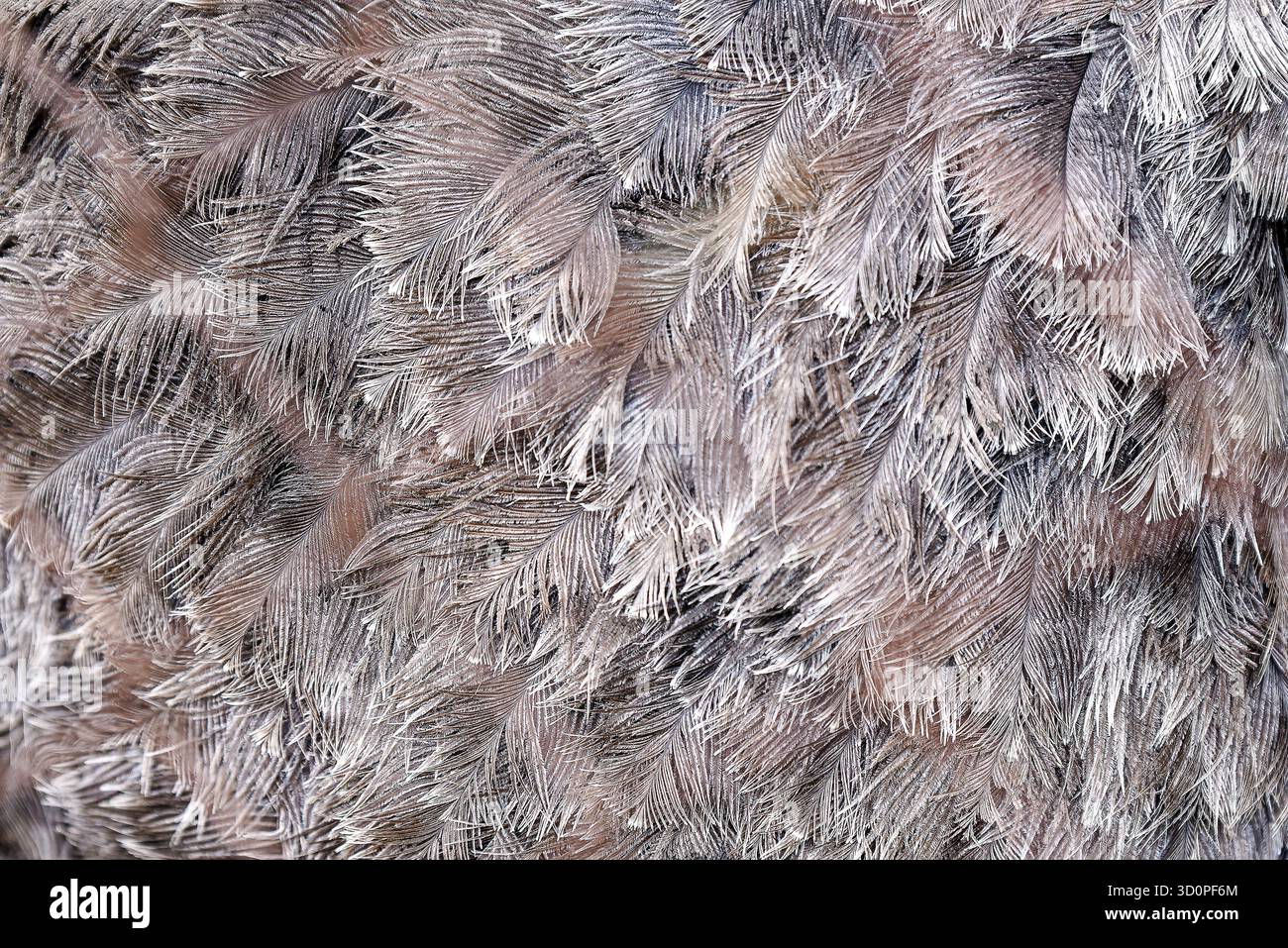 Neutral Feather Pattern Subtle gray feathers hi-res stock photography and images - Alamy