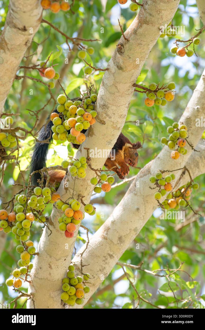 Indian or malabar giant squirrel eating figs on a ficus racemosa tree ...