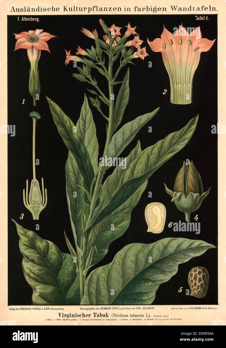 tobacco botanical name Nicotiana tabacum illustration hi-res stock photography and images