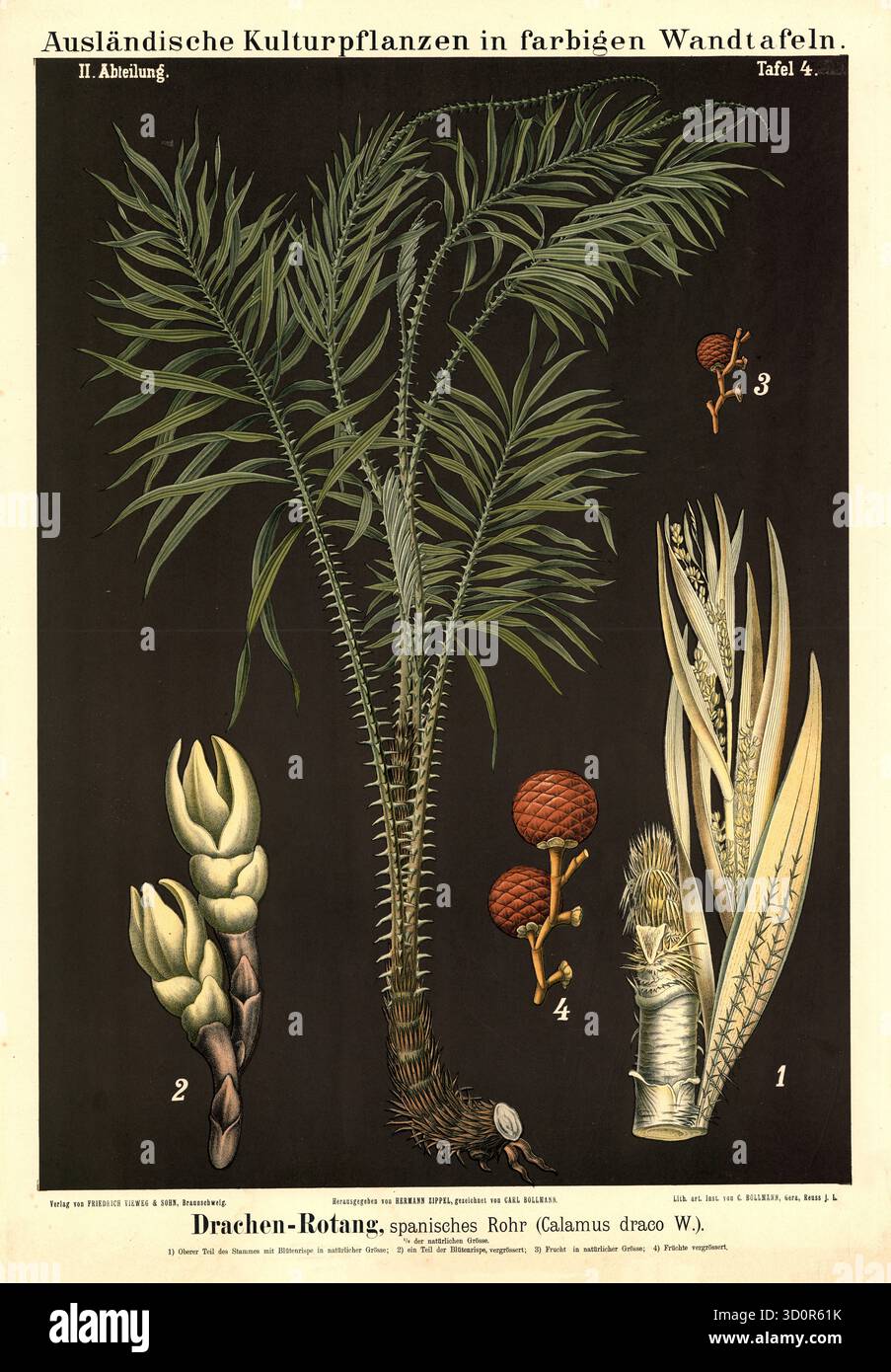 Drachen frucht hi-res stock photography and images - Alamy, image size:903x1390