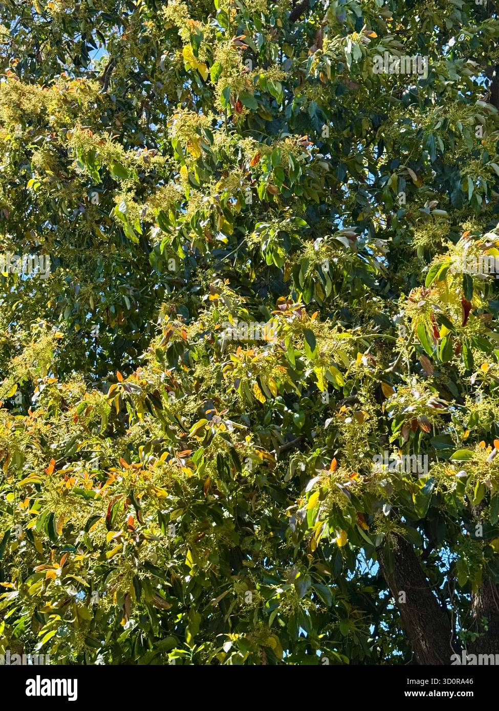 Chestnut tree in bloom under sunlight - Smartphone Captured Stock Image