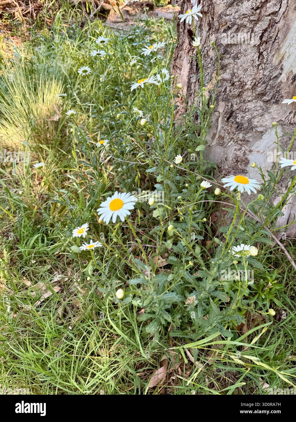 White daisies with yellow centers bloom at the base of a rough tree trunk, surrounded by green grass and leaves in Buenos Aires, Argentina. - Smartphone Captured Stock Image