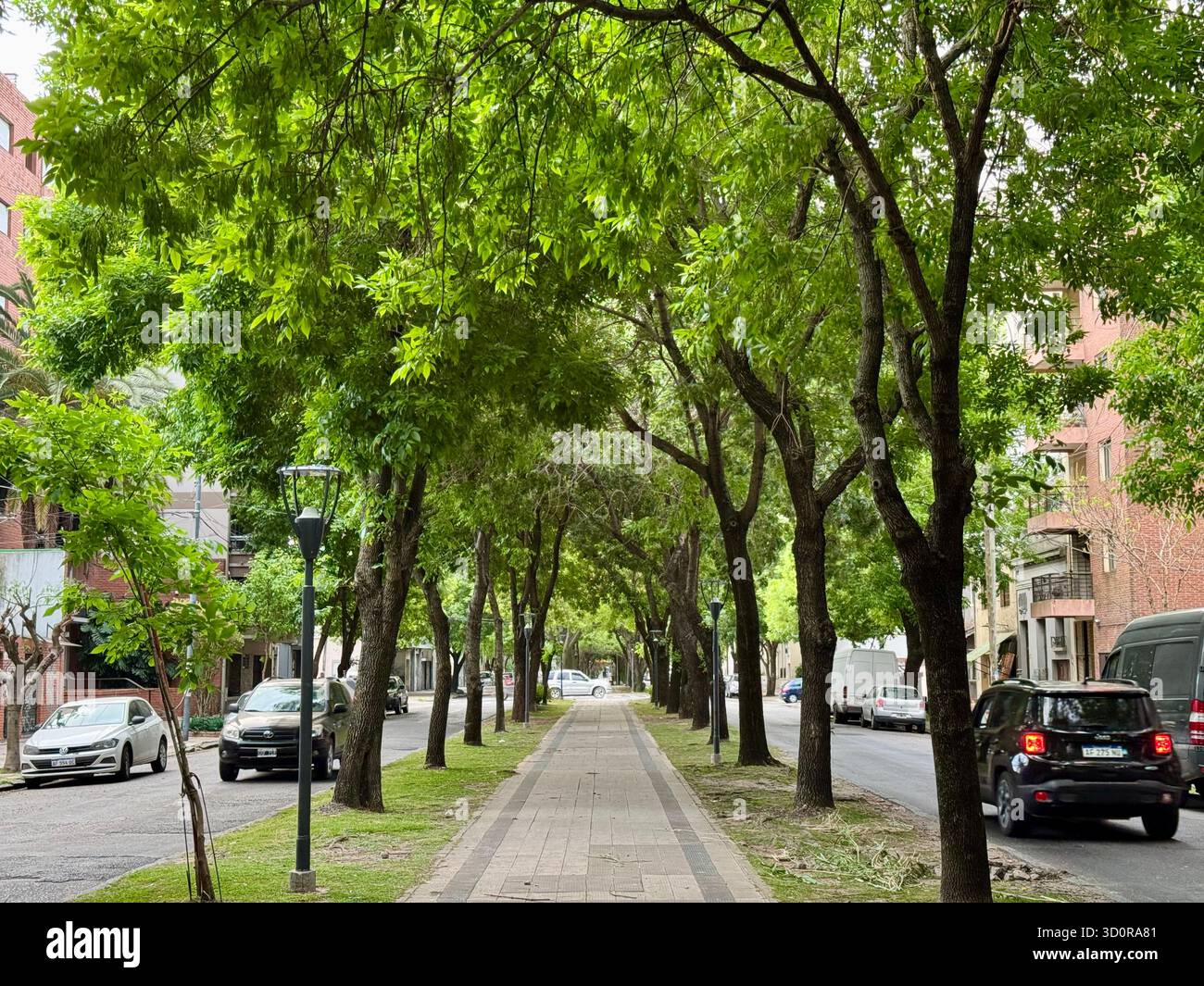 Tree-lined walkway runs along the median of a residential street in La Plata, Buenos Aires, Argentina, with lush green canopy overhead and parked cars - Smartphone Captured Stock Image