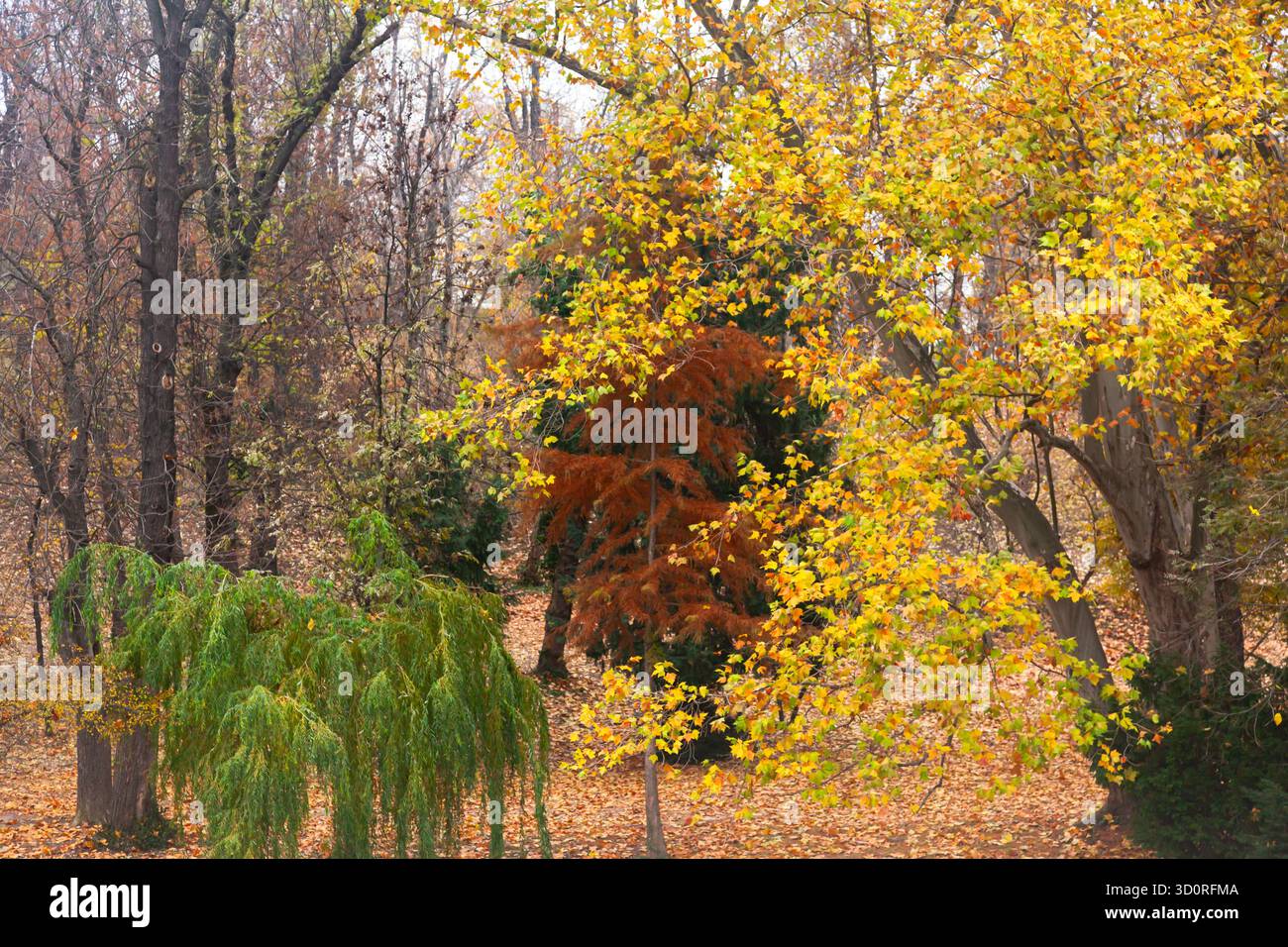 Autumn deciduous forest background with trees Stock Photo