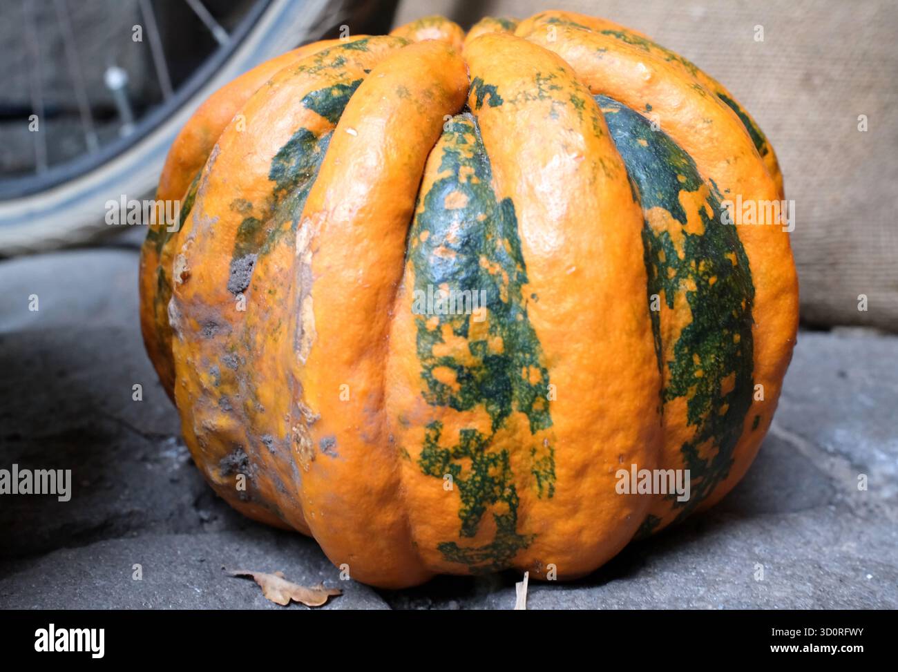Large, plump, orange pumpkin with dark green mottled patterns lies on a stone surface. The pumpkin has distinct ridges and a textured skin. Part of a Stock Photo