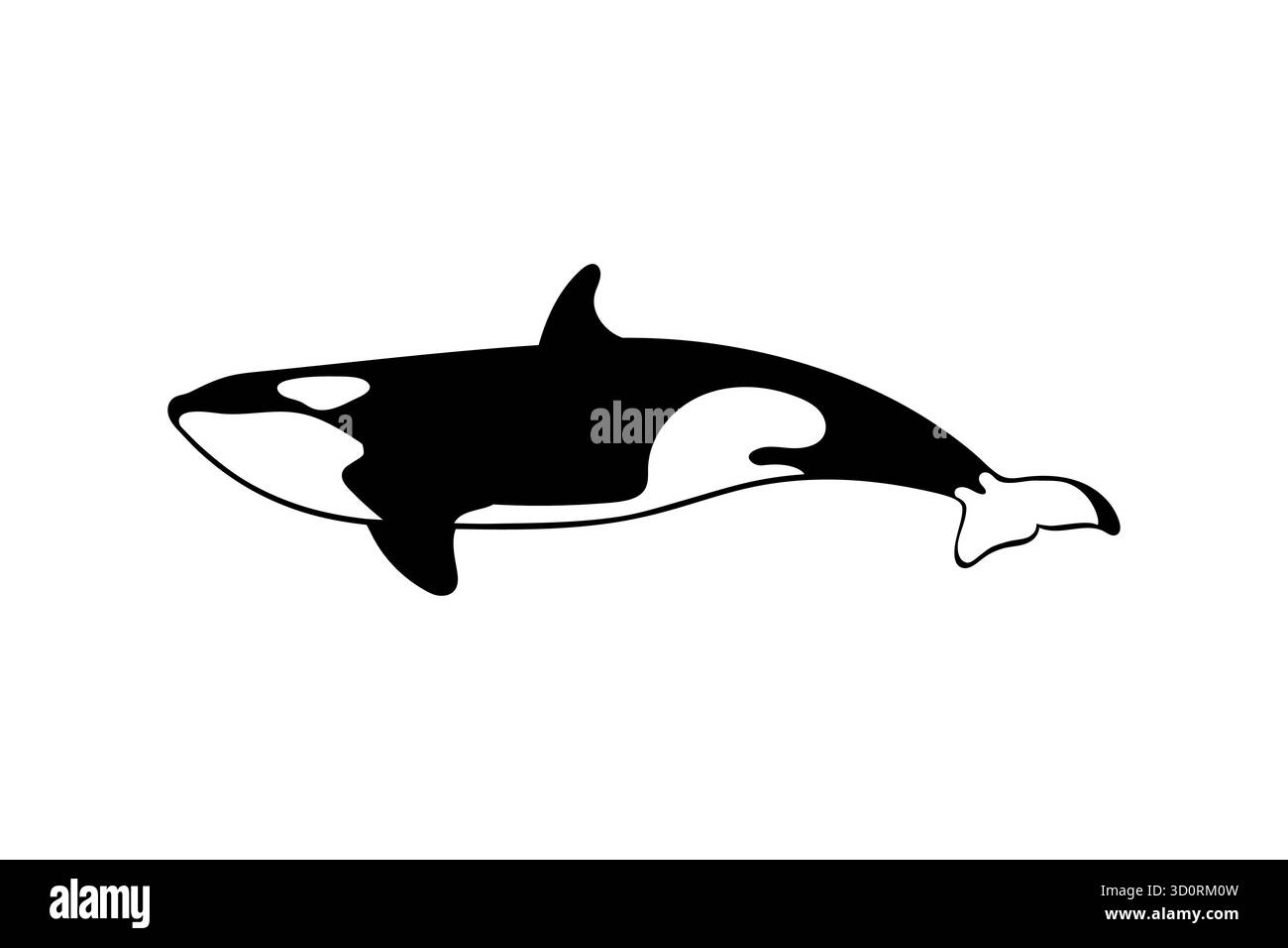 Orca whale isolated on white background. Vector illustration Stock Vector
