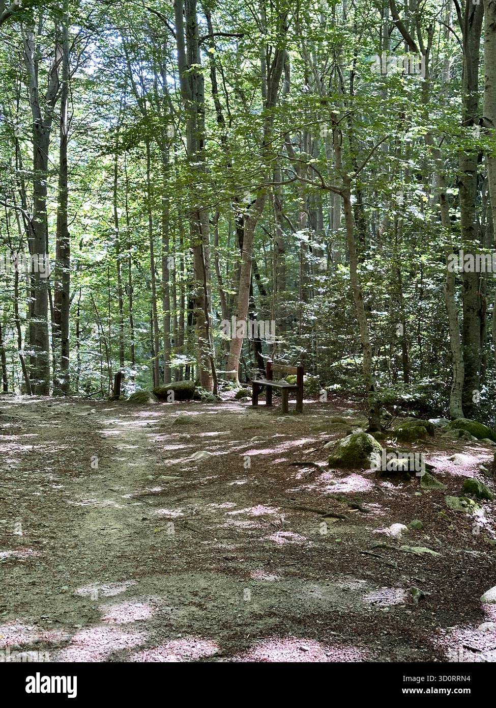 A lonely wooden bench in the wild and lush beech forest of Corsica, France. A perfect spot for hikers on the trail. - Smartphone Captured Stock Image