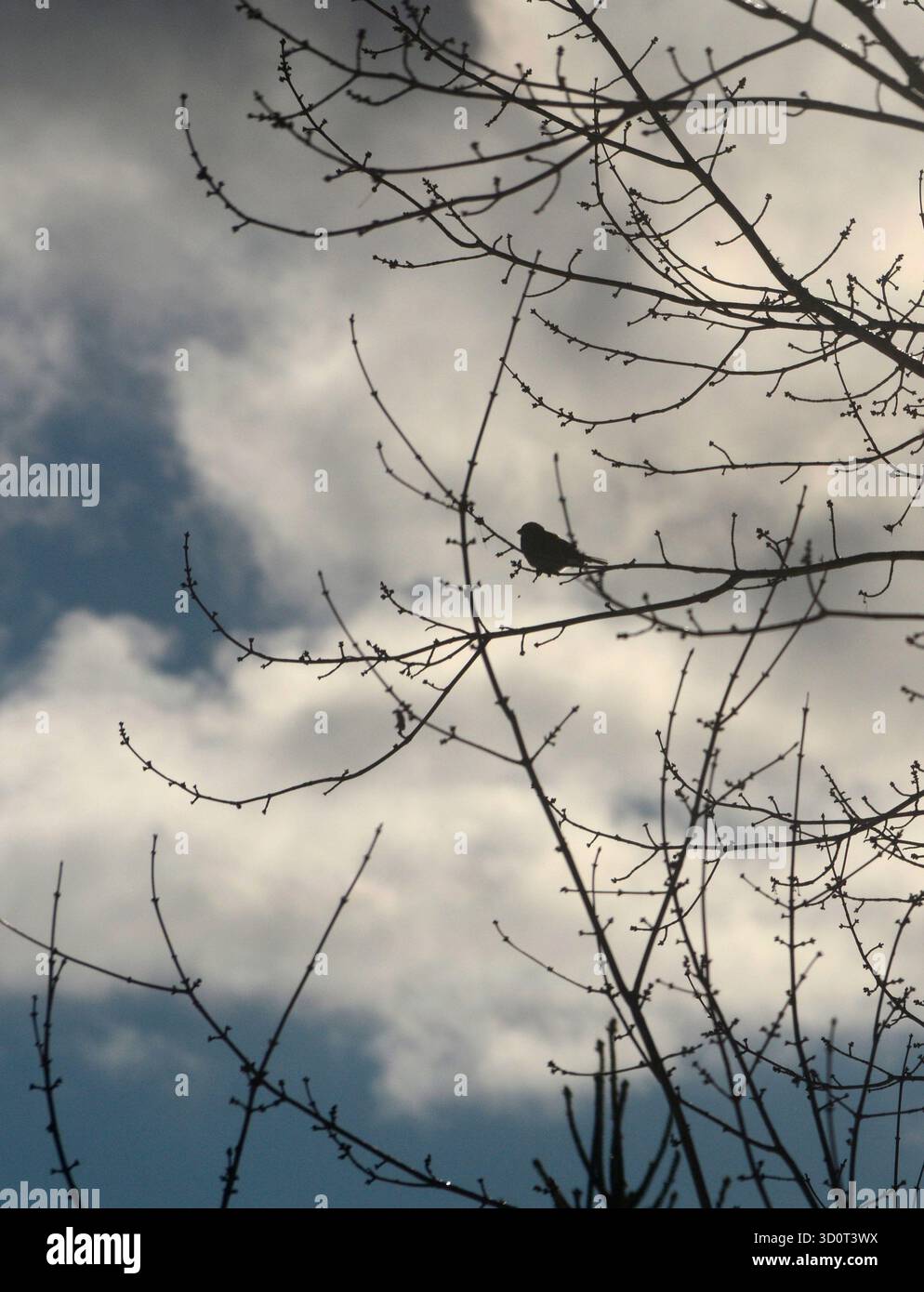 A sparrow is silhouetted as it perches in a maple tree in North ...