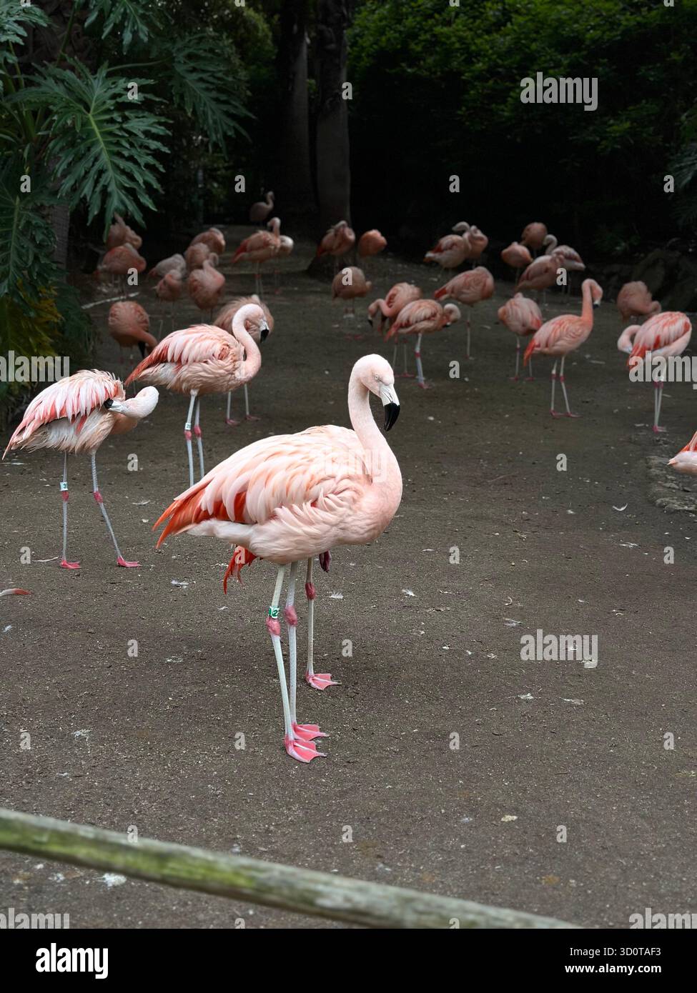 Group of pink flamingos standing together near water. Tropical birds with long necks and legs in outside enclosure. - Smartphone Captured Stock Image