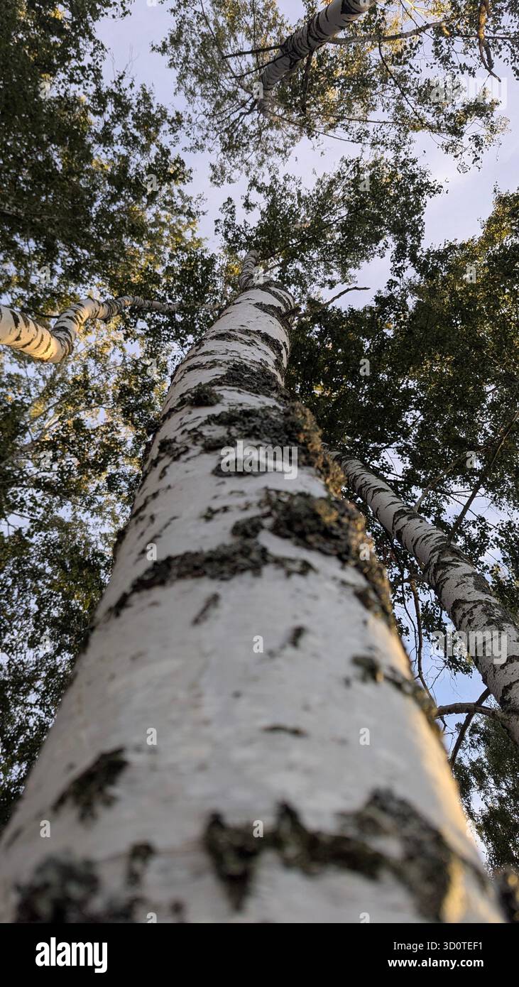 Birch grove - Smartphone Captured Stock Image