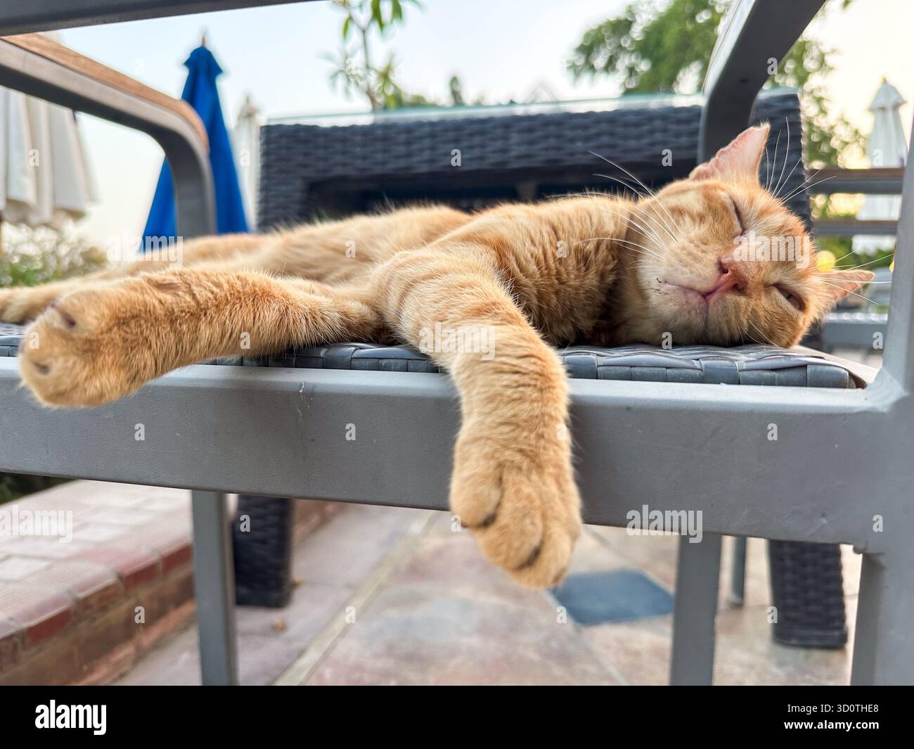 An Egyptian baladi cat sleeps on a plastic chair, Cairo, Egypt - Smartphone Captured Stock Image