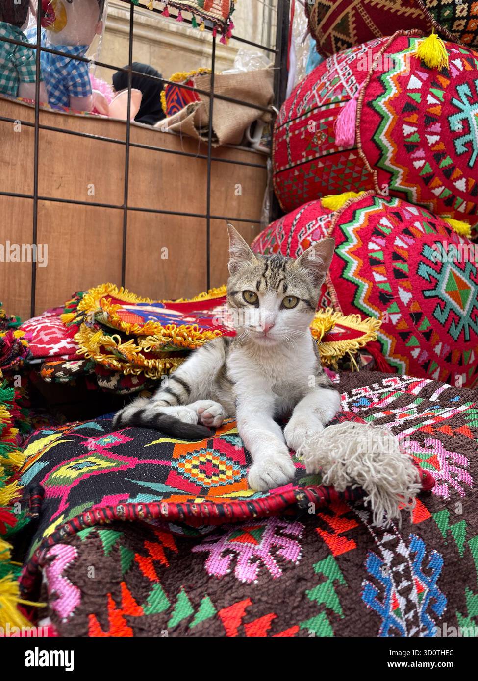 An Egyptian stray baladi cat sits atop traditional Ramadan decoration carpets, Cairo, Egypt - Smartphone Captured Stock Image