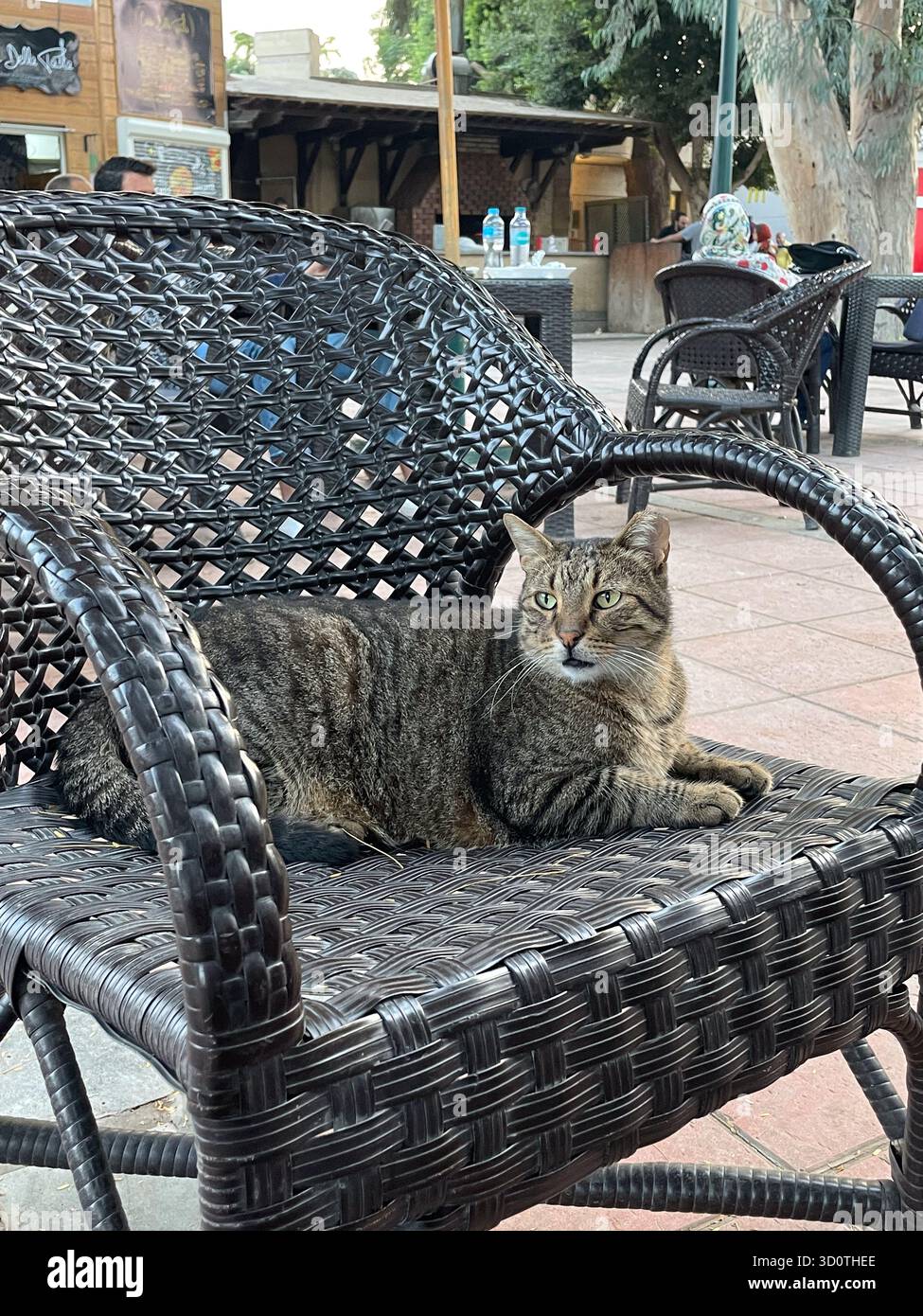 An Egyptian stray baladi cat sits on a plastic chair in Gezira Club, Cairo, Egypt - Smartphone Captured Stock Image