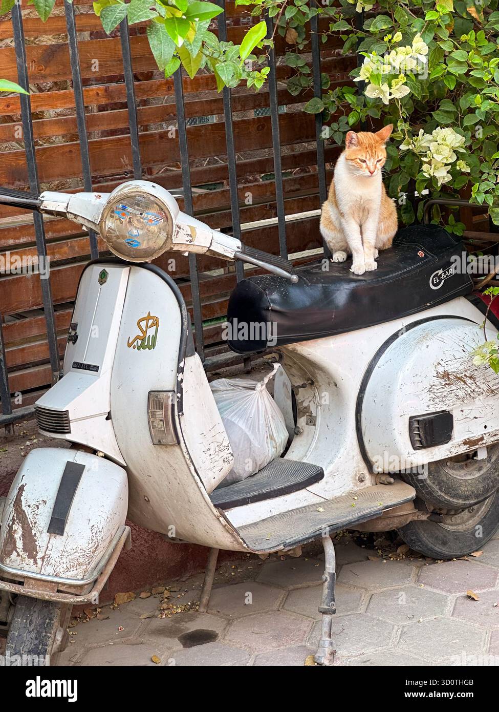A stray Egyptian baladi cat sits atop a vespa-style motorcycle in Cairo, Egypt - Smartphone Captured Stock Image