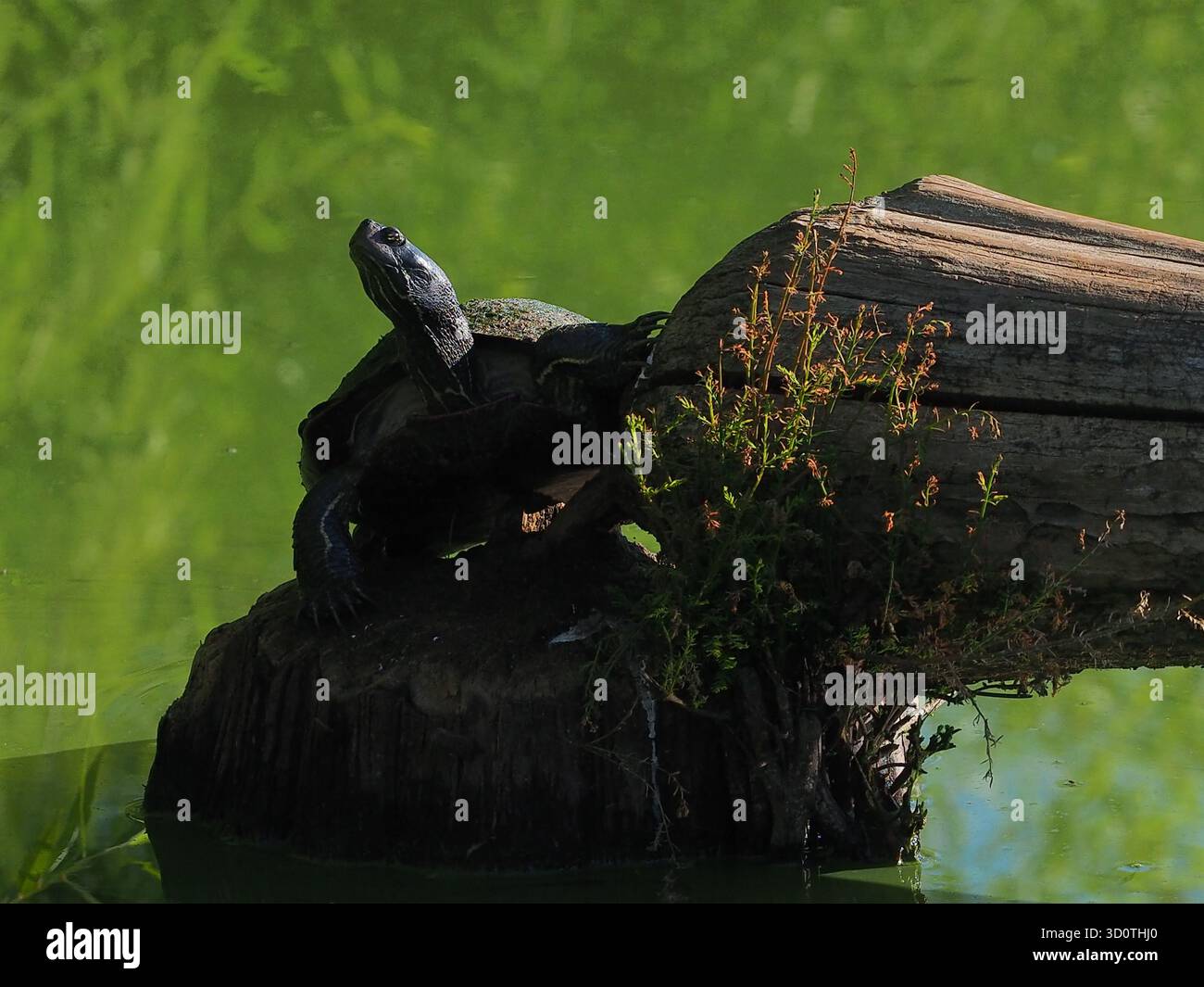 Turtle trachemys scripta on tree hi-res stock photography and images ...