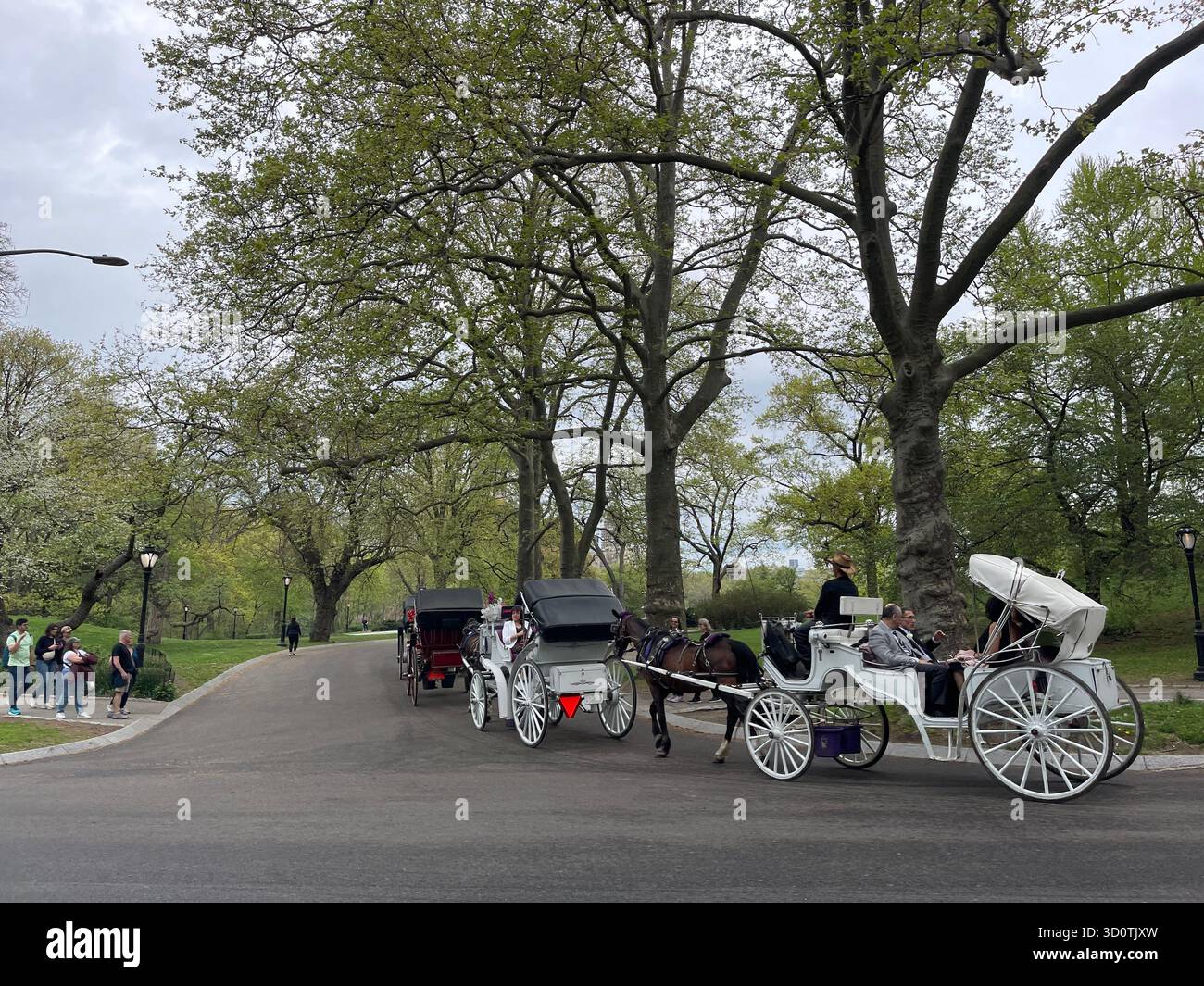 Timeless charm in Central Park — horses and carriages on a city stroll - Smartphone Captured Stock Image