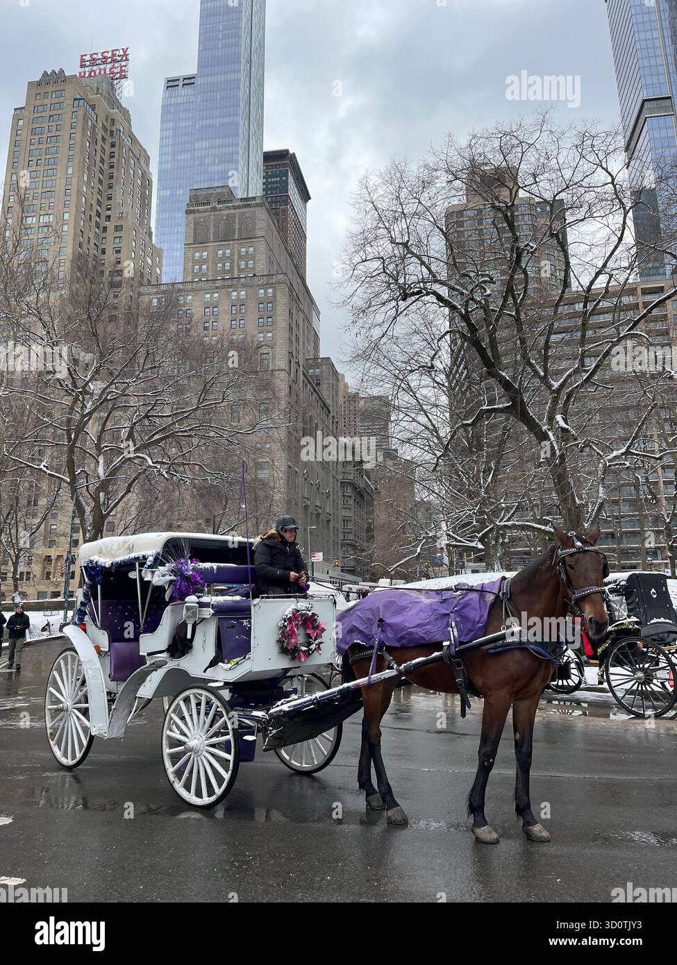 Timeless charm in Central Park — horses and carriages on a city stroll - Smartphone Captured Stock Image