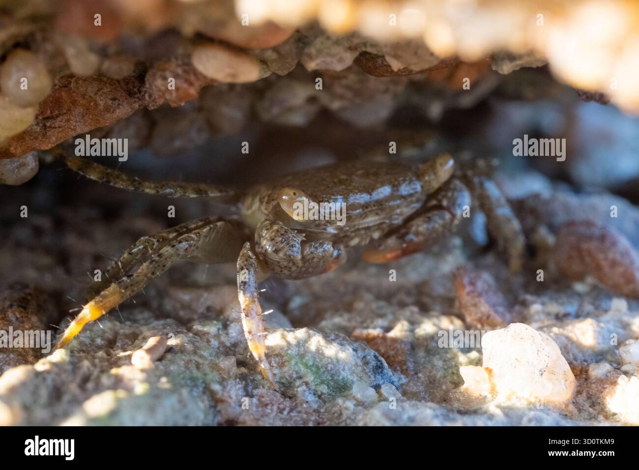 Fishthat Hide Under Rocks Close up of crab of Genus Metopograpsus hiding under rock in the Red ...