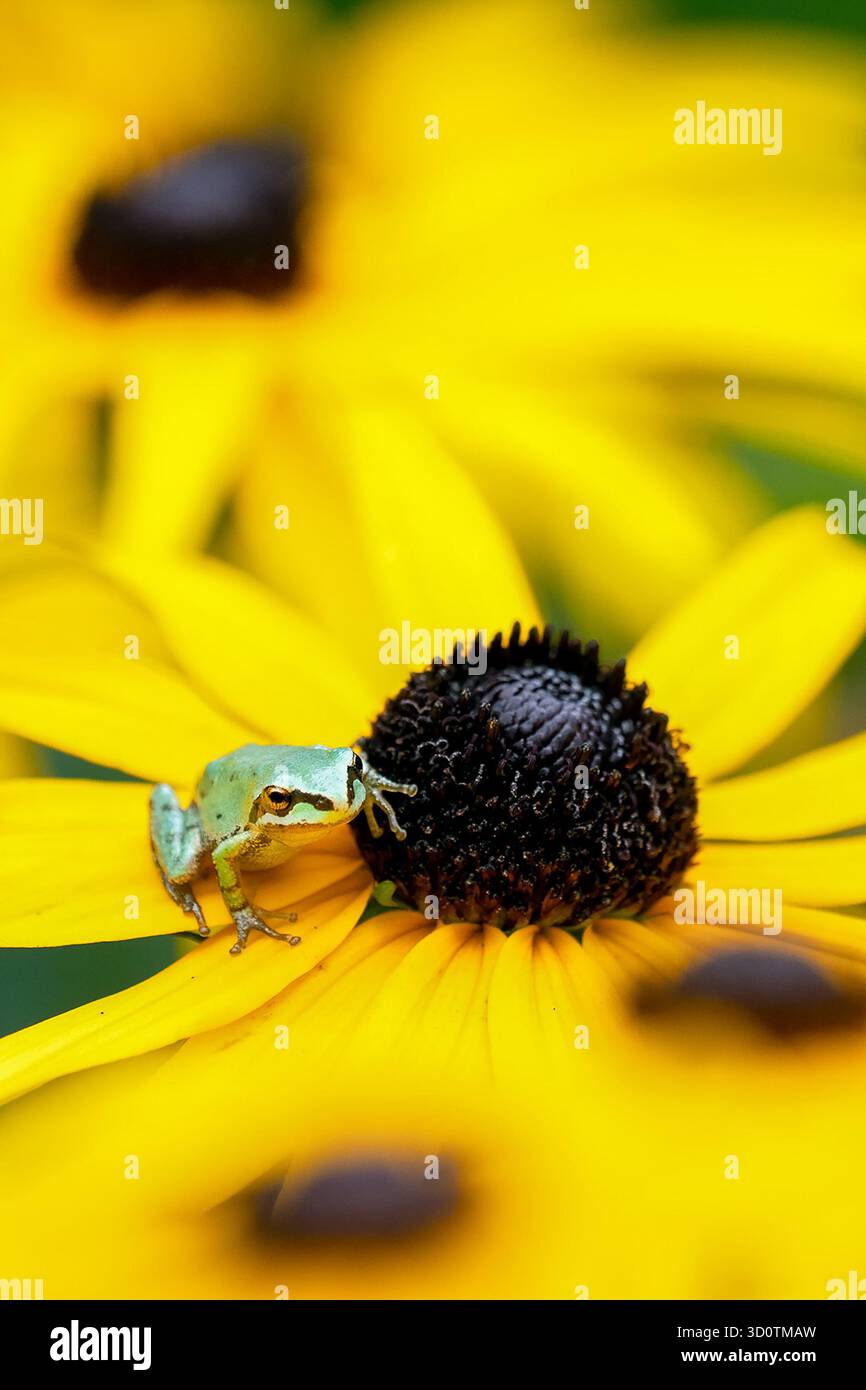 a tiny pacific tree frog standing on a yellow coneflower Stock Photo