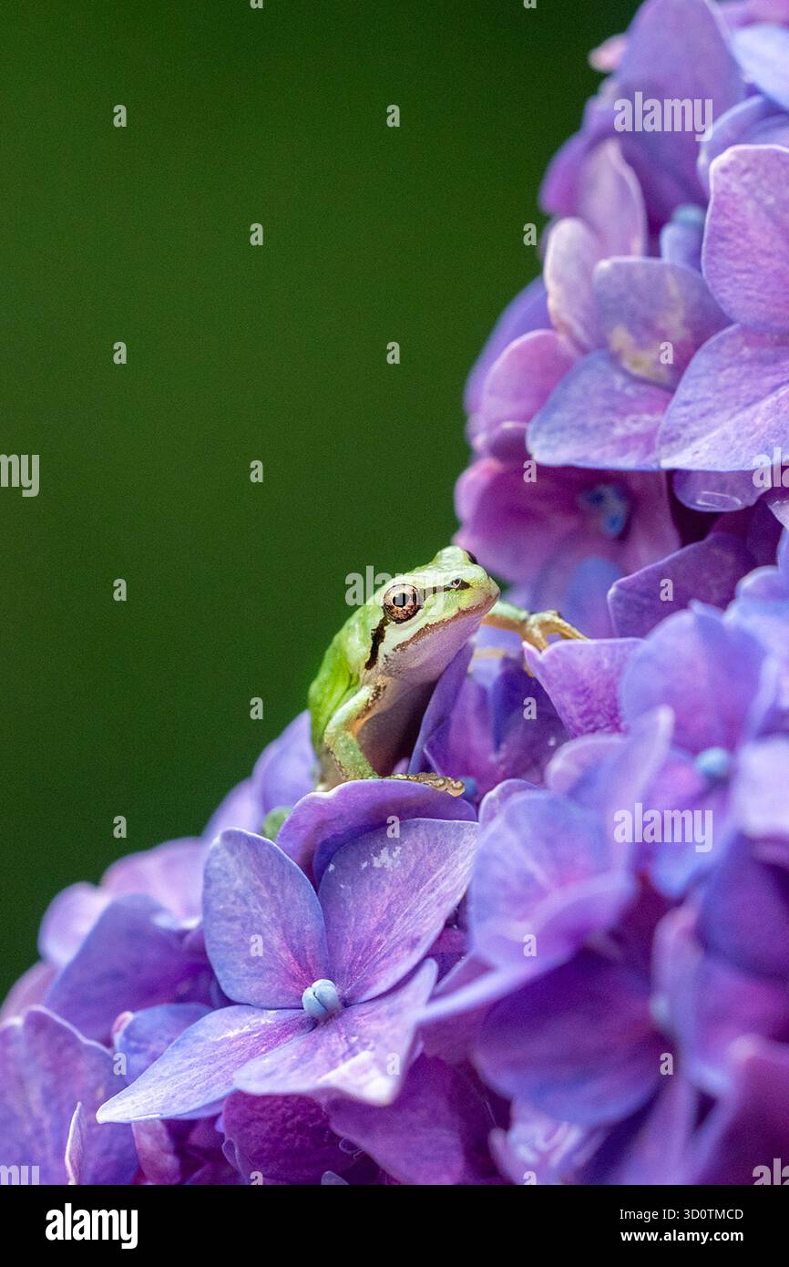 a close view of a tiny pacific tree frog standing on a purple hydrangea Stock Photo