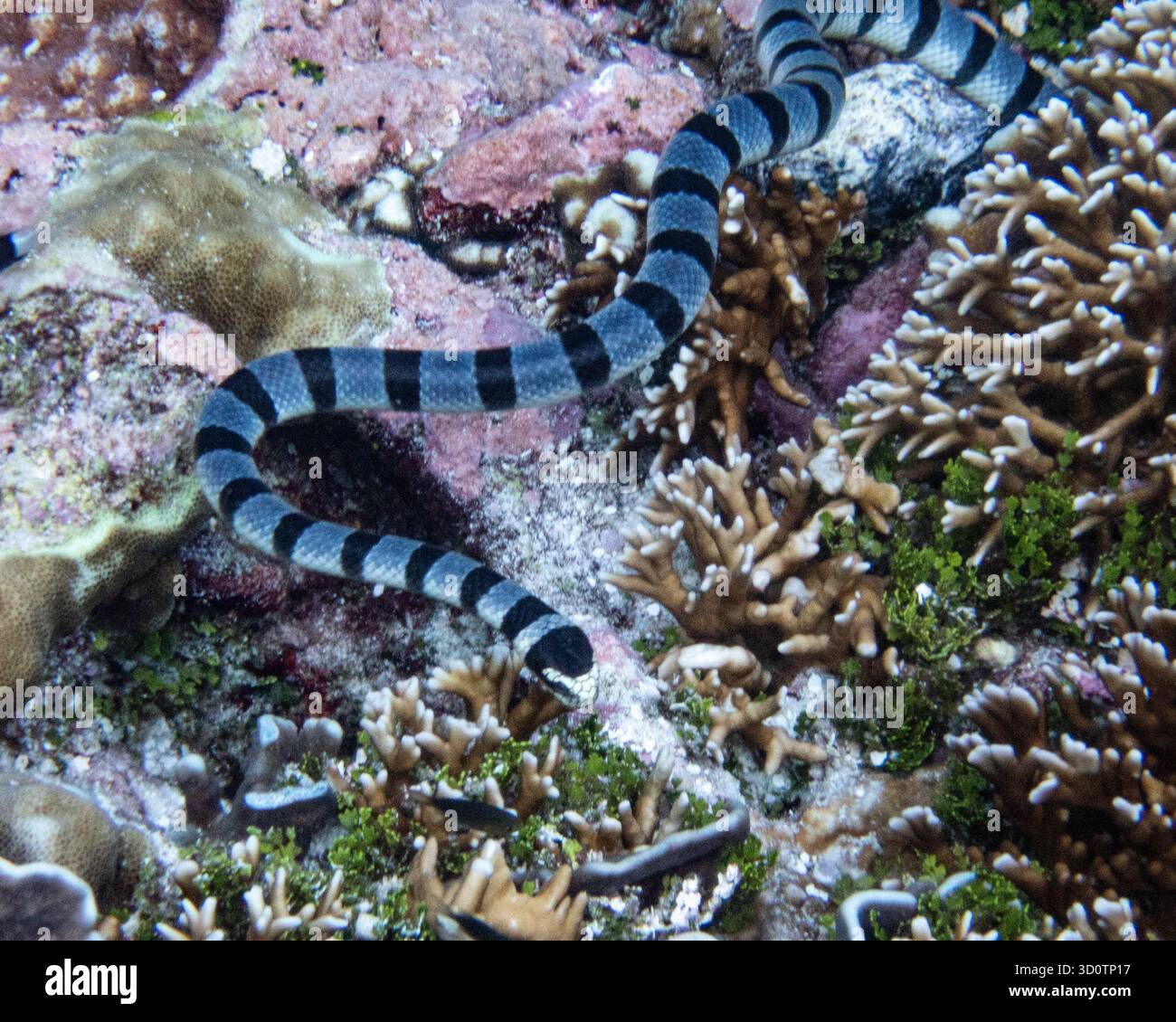 Black and white sea krait hi-res stock photography and images - Alamy, image size:1300x1130